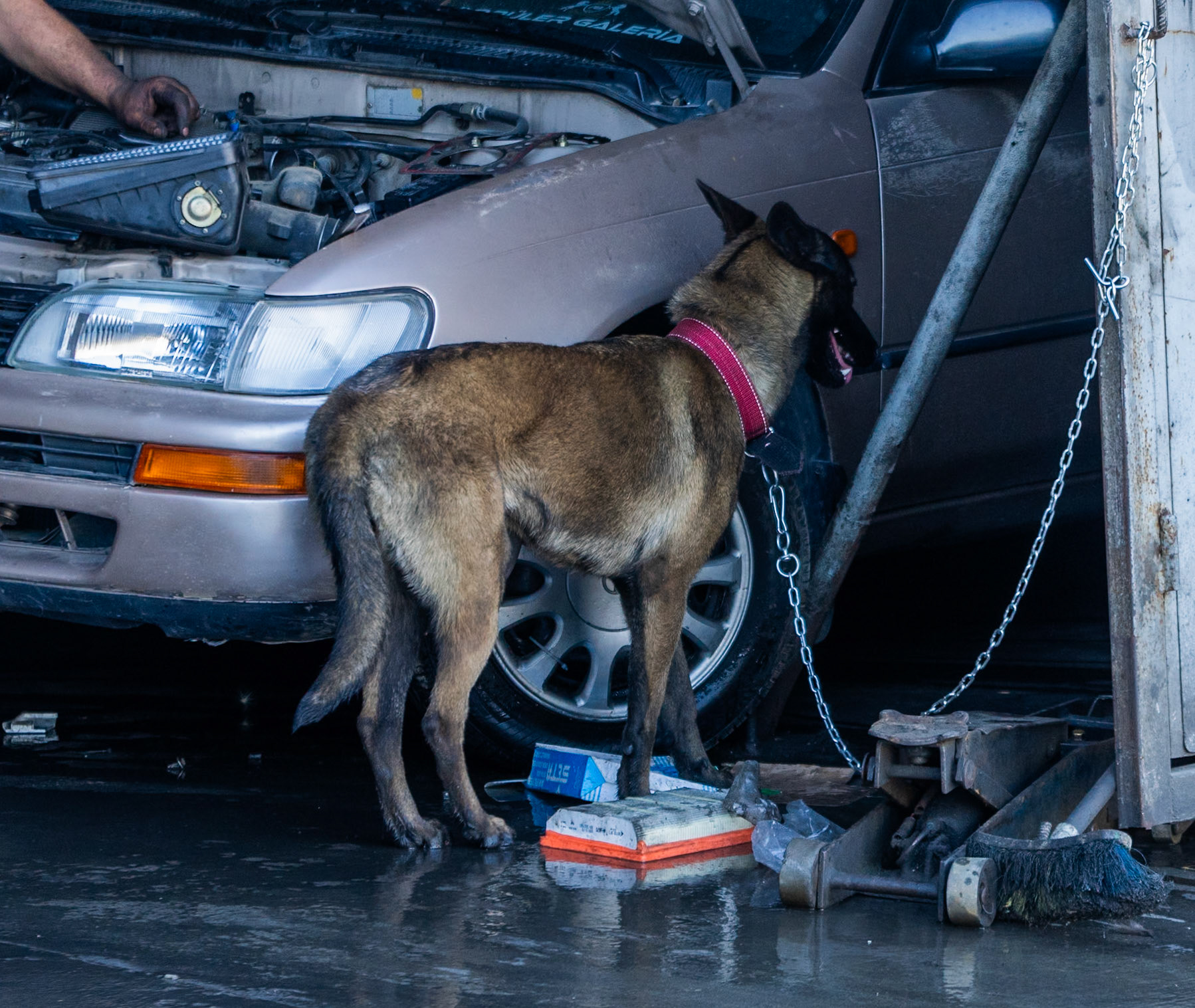 Altınşehir settlement: short-chained dog in a garage