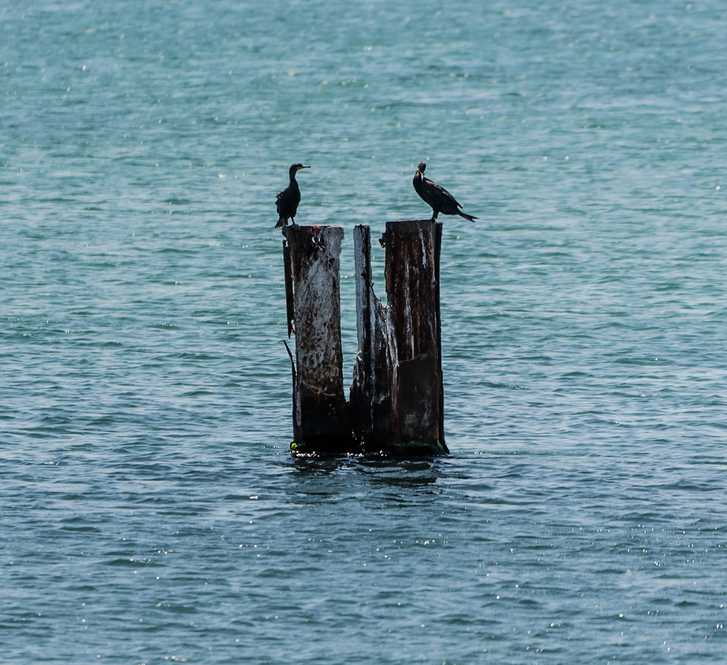 Küçükçekmece causeway: cormorants on partly-submerged posts
