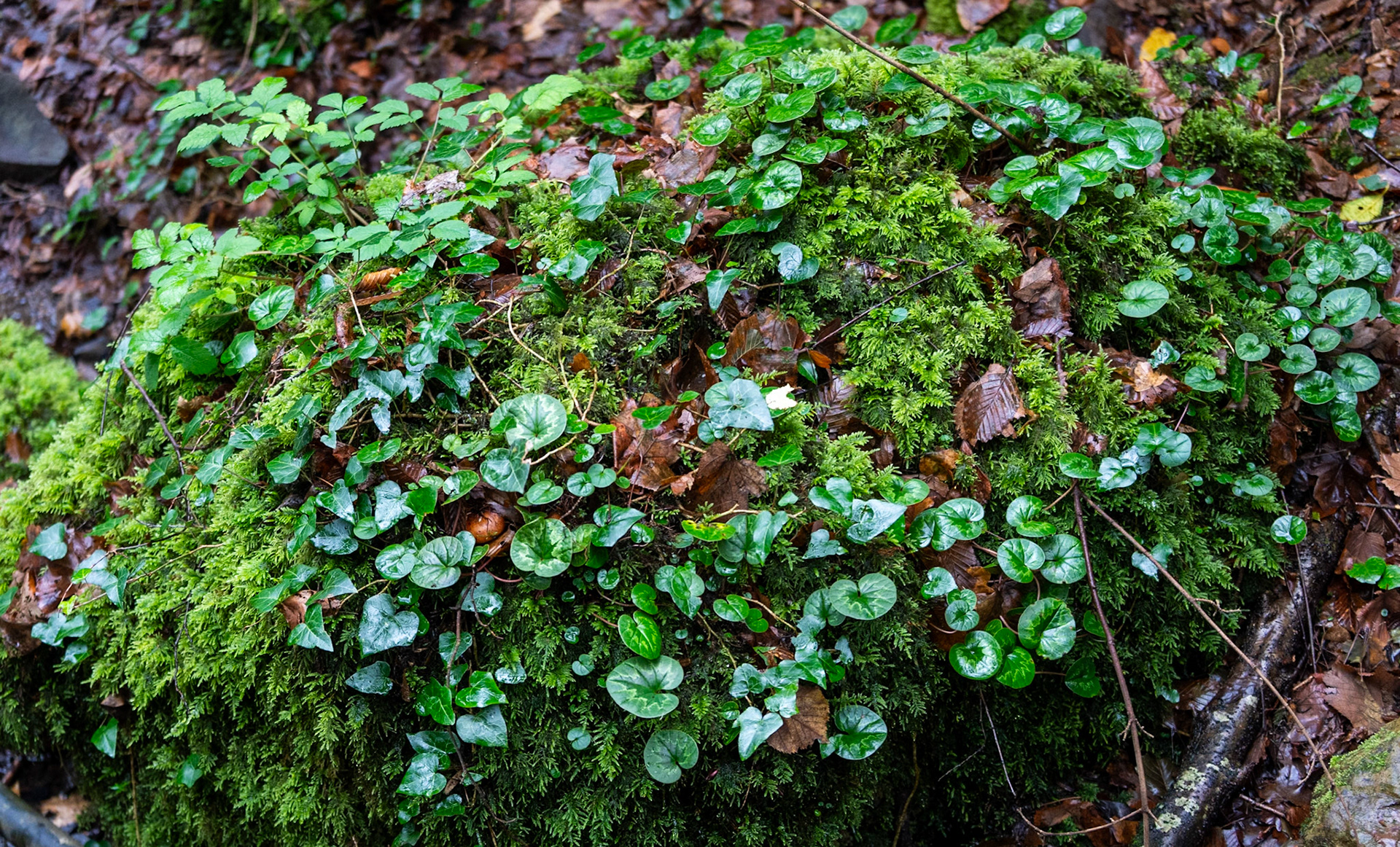 Ayhan Şahenk double stream walk: moss, cyclamen and ivy