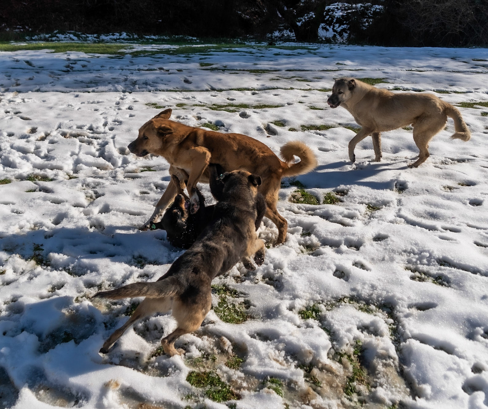 between Cumhuriyet and Polonezköy: dog sport
