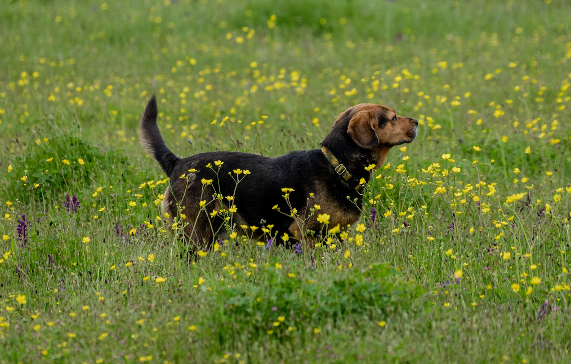 the first Sazlıdere flower meadow: ecstatic daydog