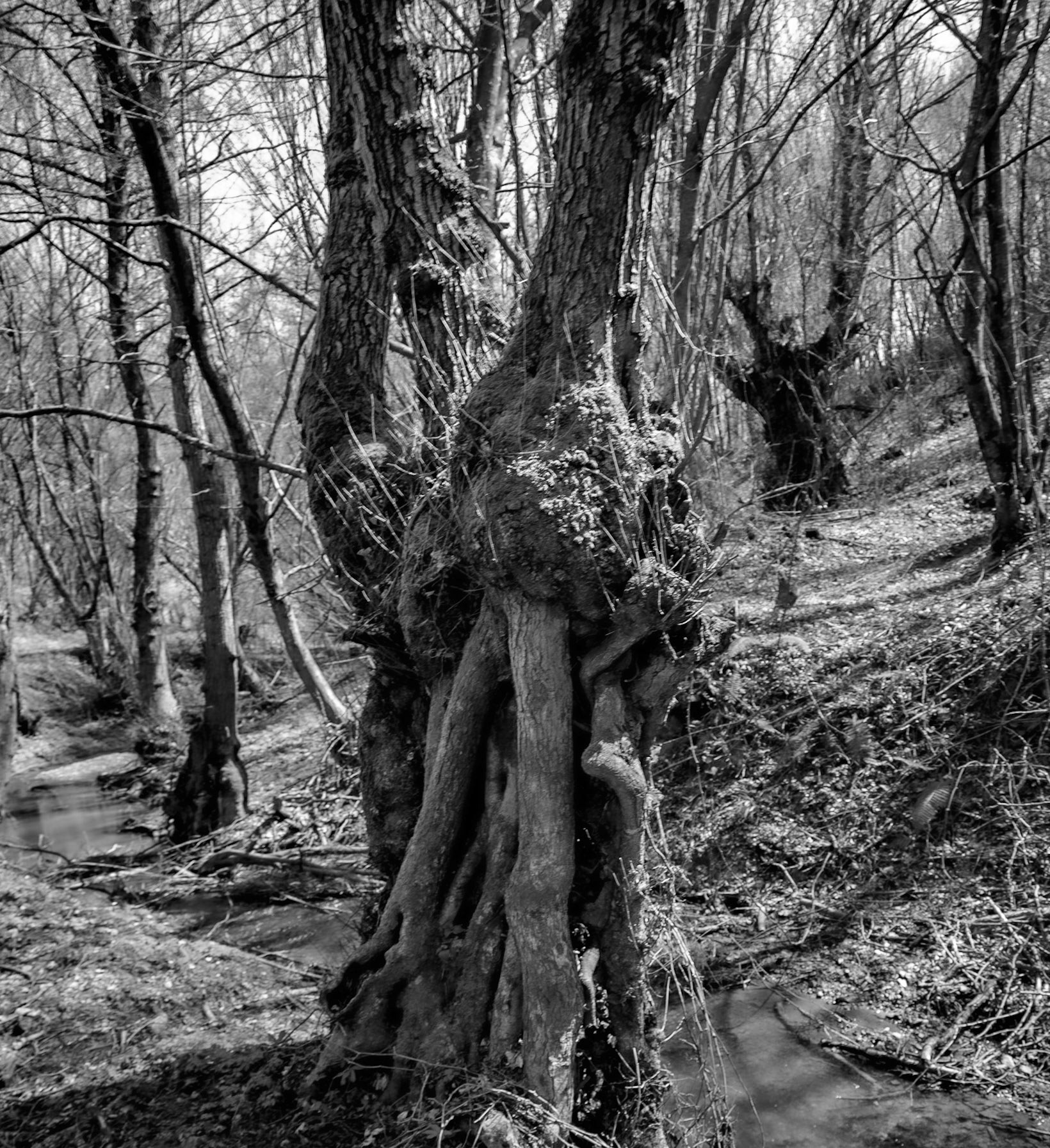 Zerzevat stream valley: old tree