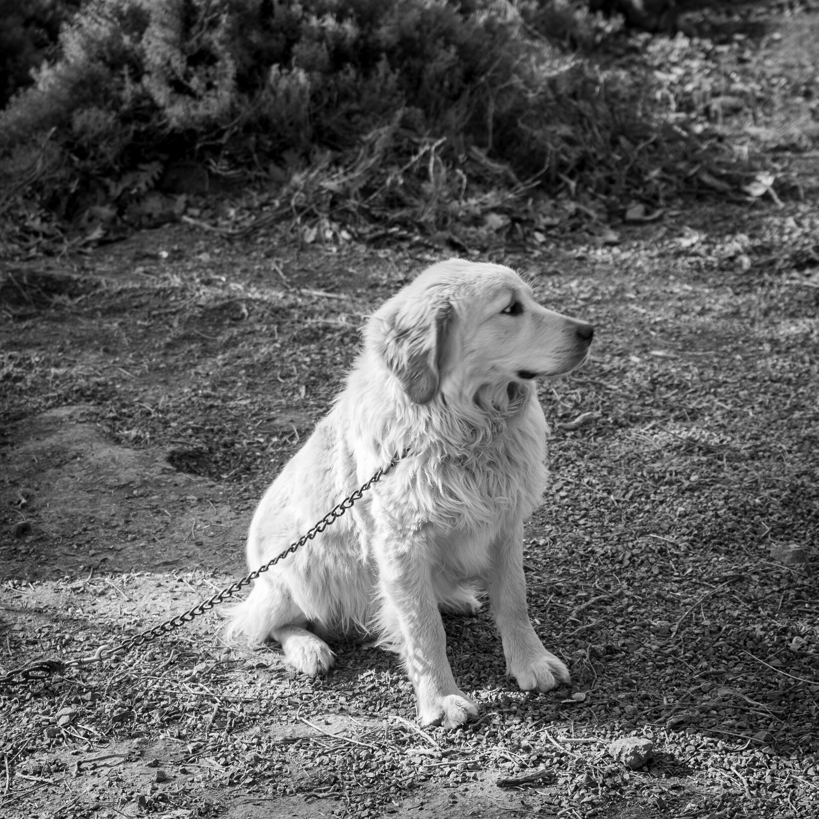 KYK wood: farmhouse guarddog (not in the least interested in guarding)