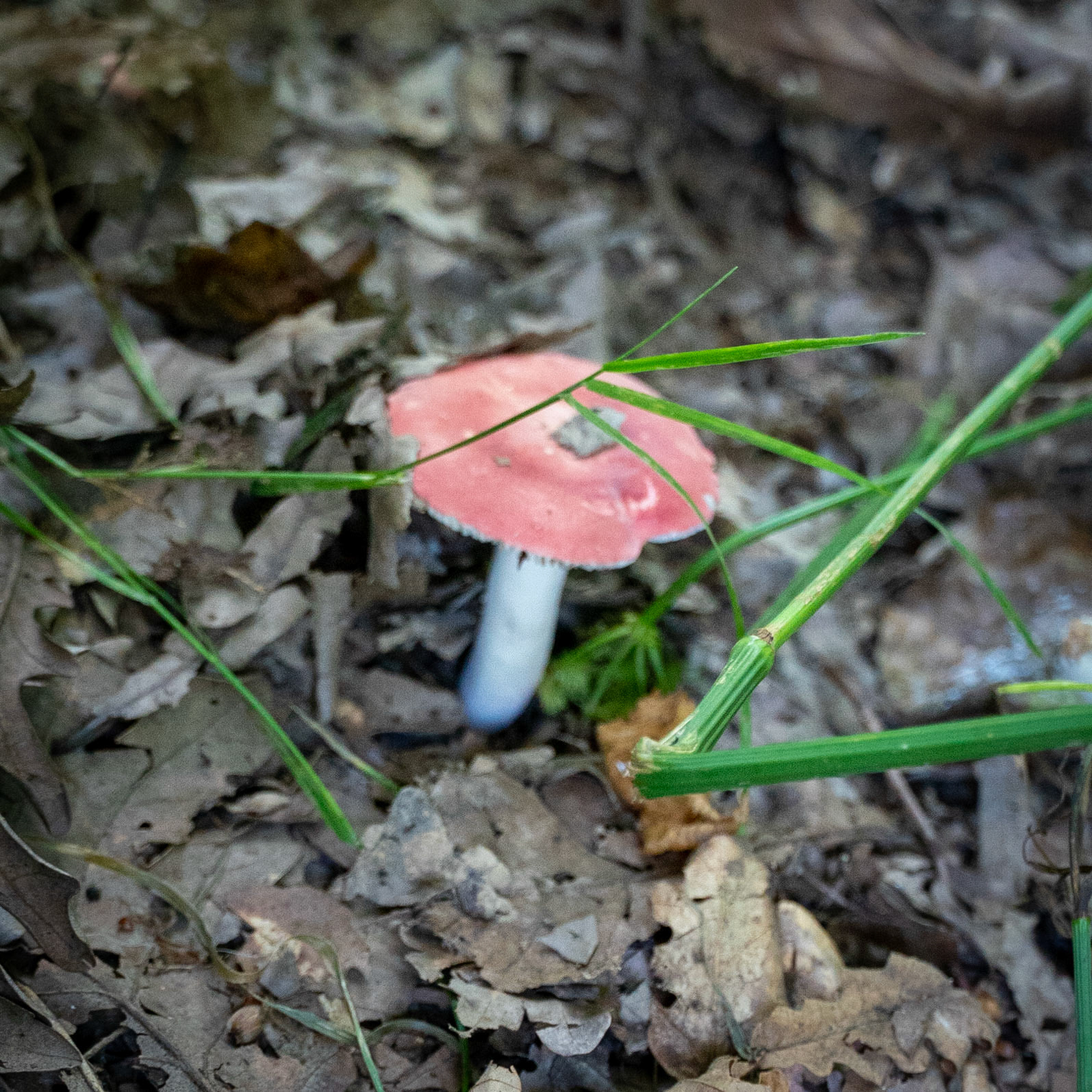Kanlı forest: salmoln fungus