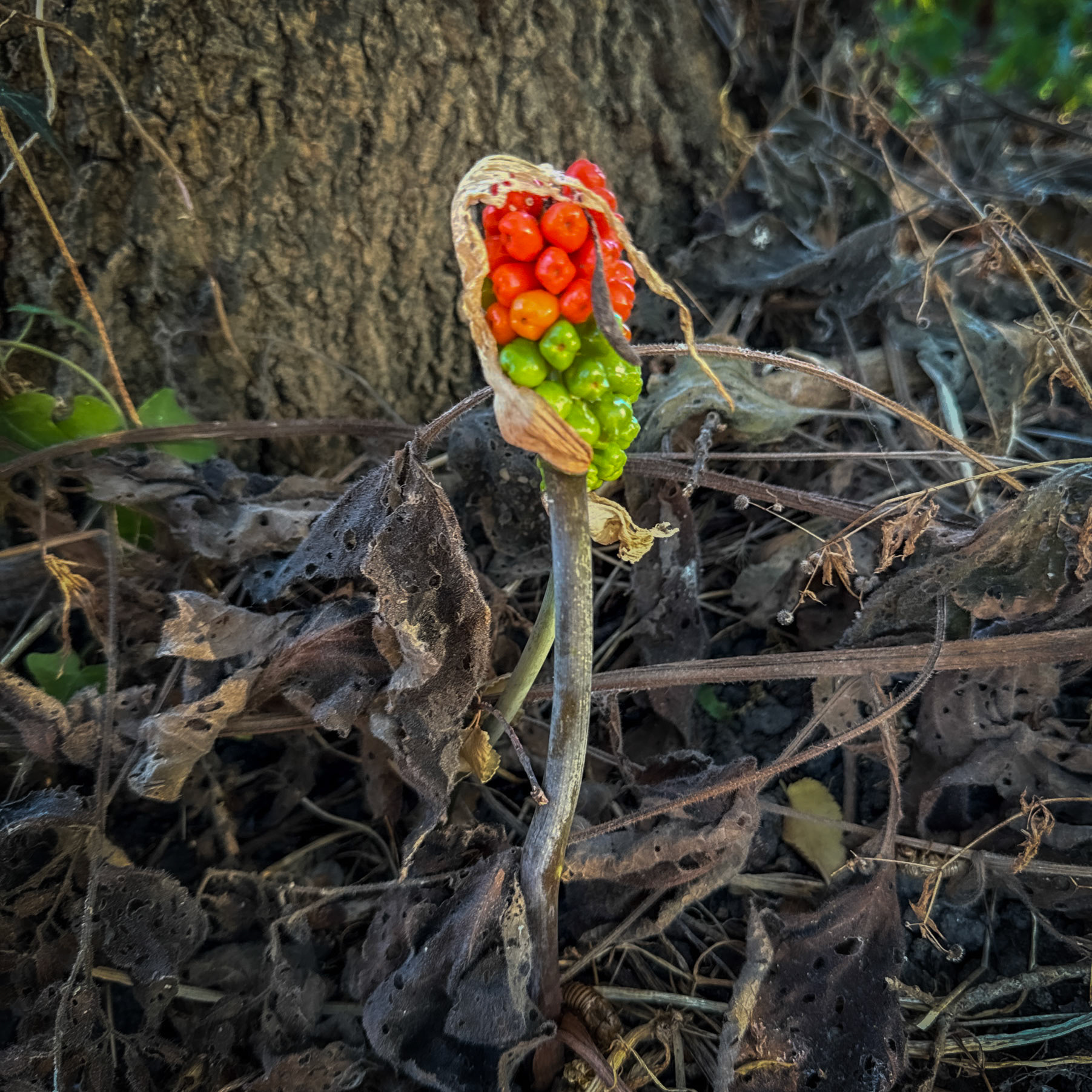 Bathonea mid: parasitic plant in seed
