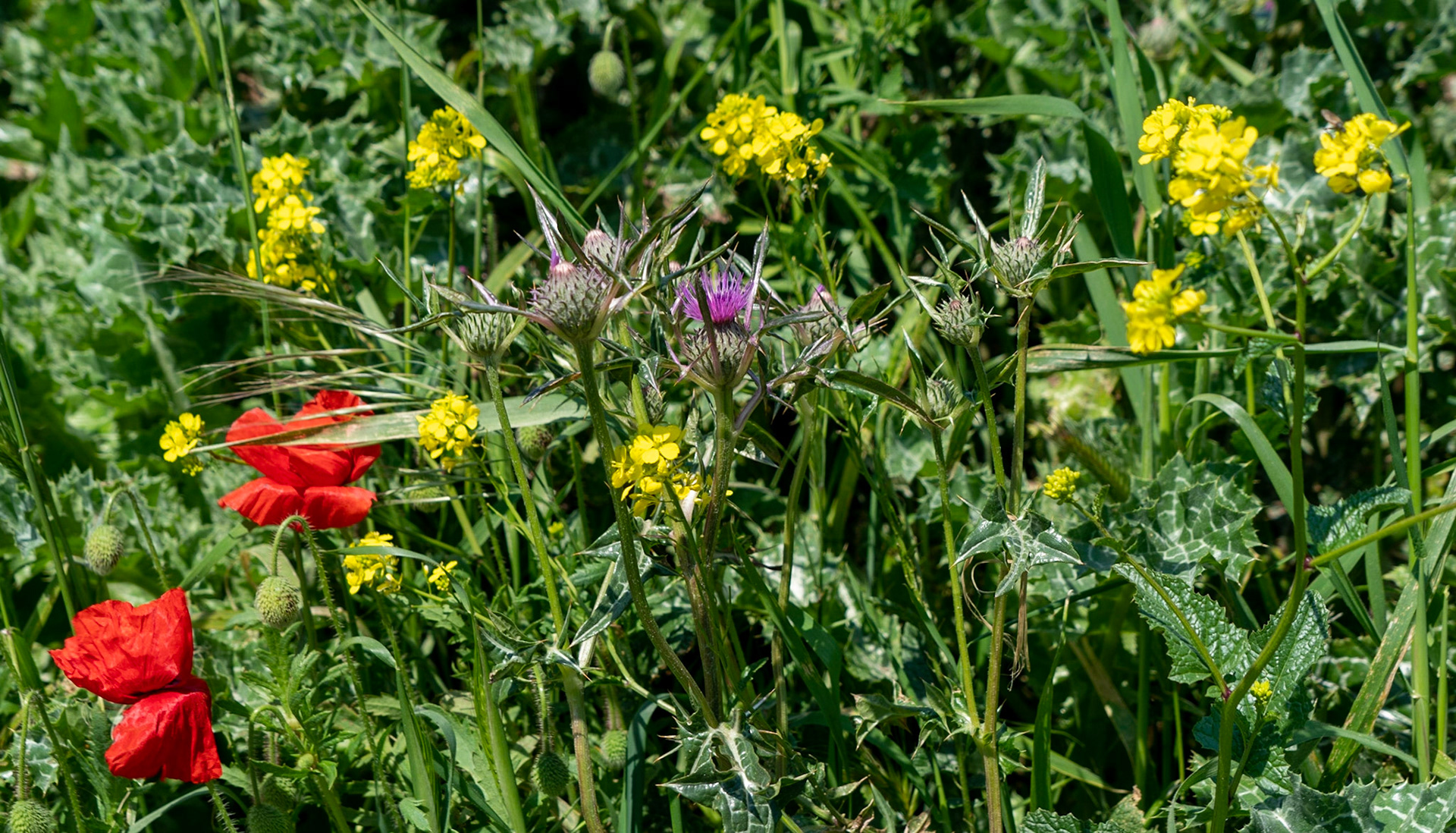 Germe: wayside flowers