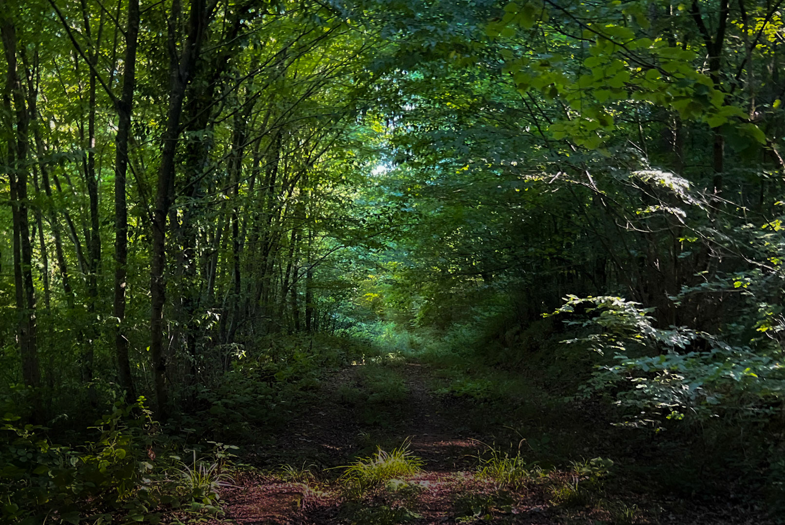 Paşamandıra forest: tree-lined track