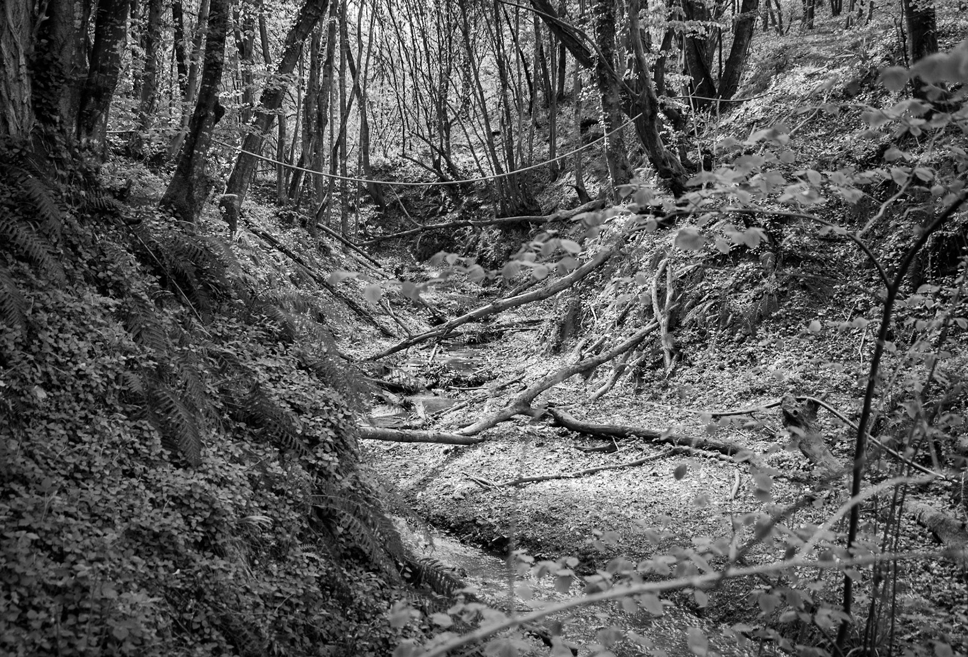 Polonezköy northern forest: stream bed