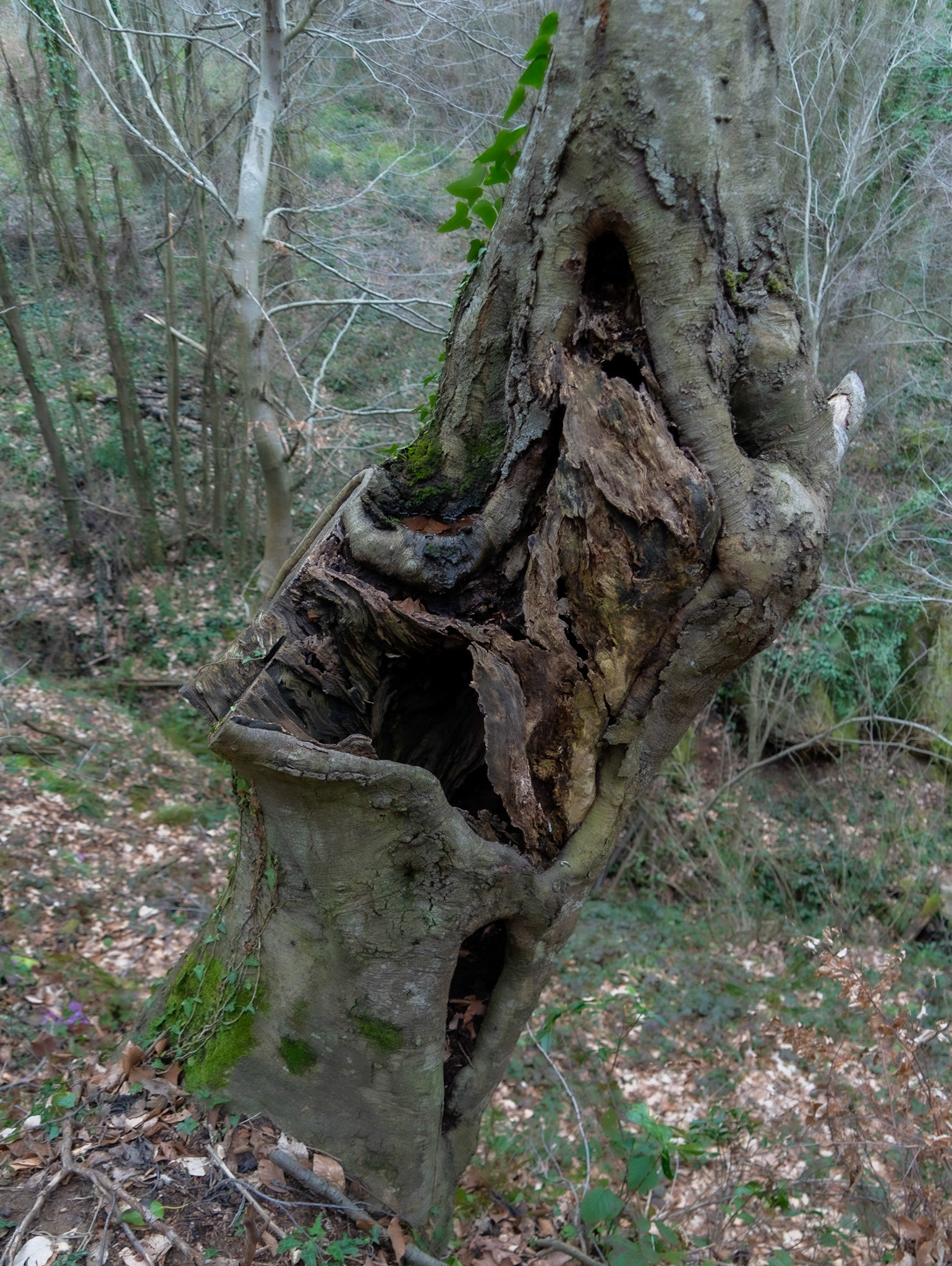 Deǧirmen tributary valley: speaking venerable tree