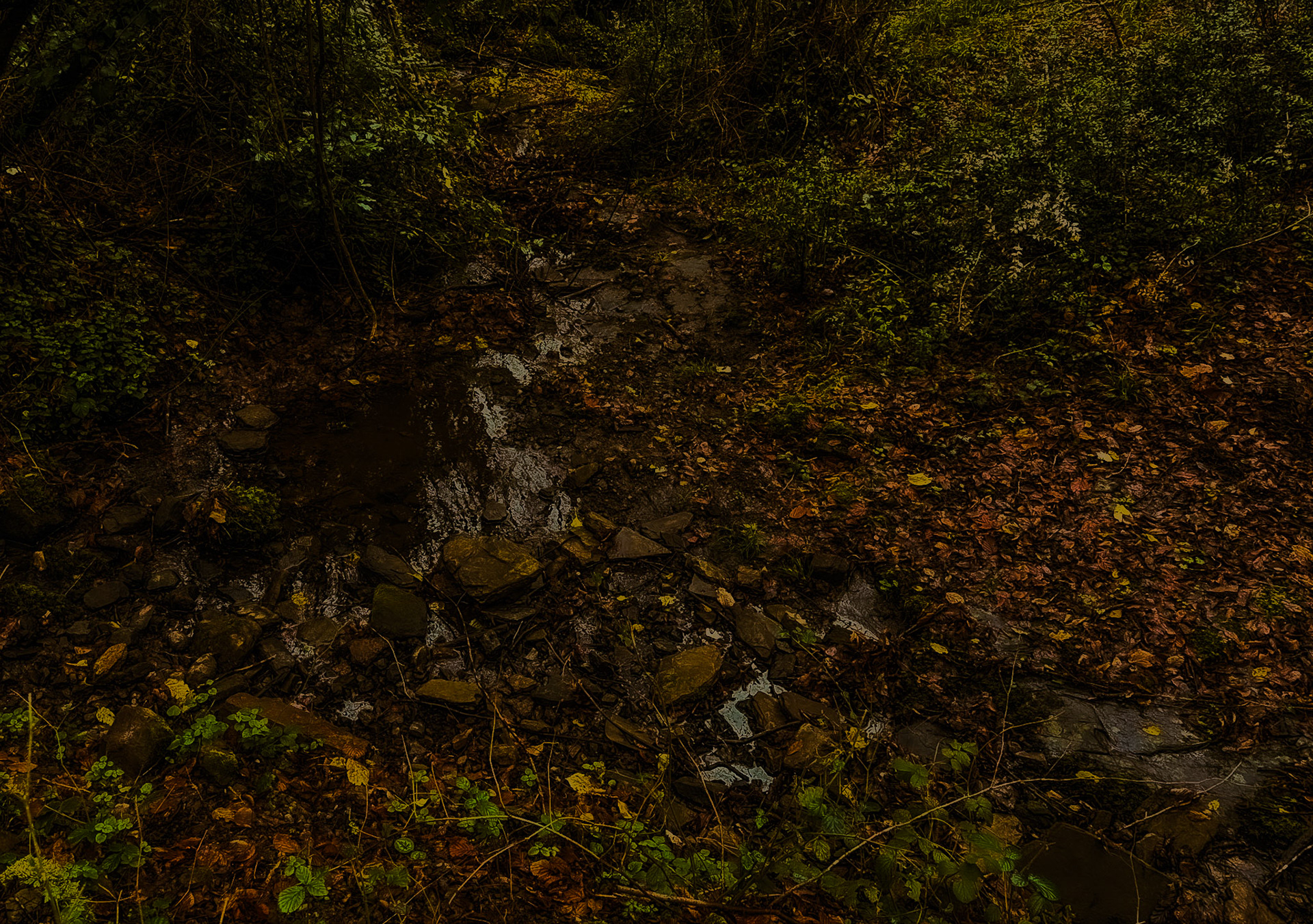 Ayhan Şahenk double stream walk: leaves, stone and water