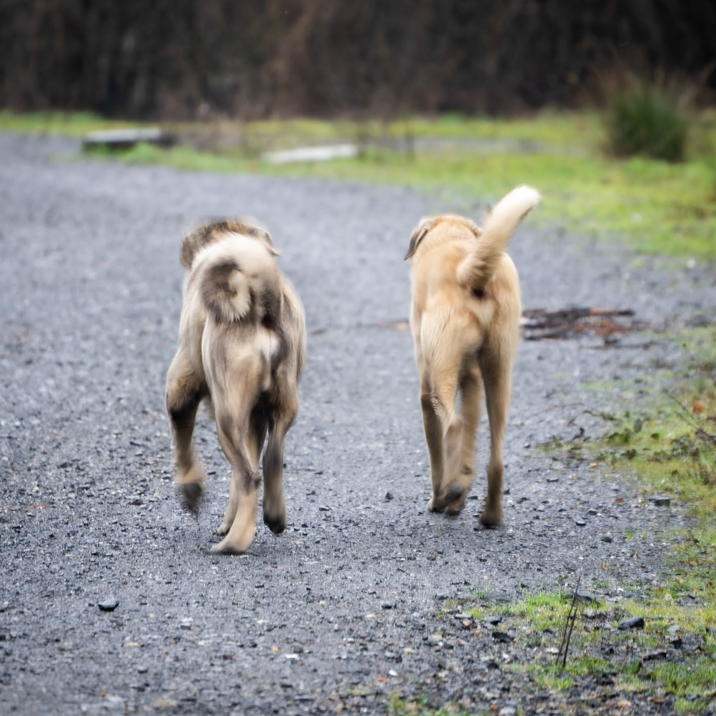 Reşadiye S woodland: between Alemdaǧ and Reşadiye we had 2 daydogs
