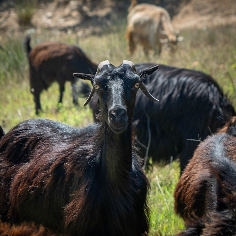 Ömerli shoreline walk: goat