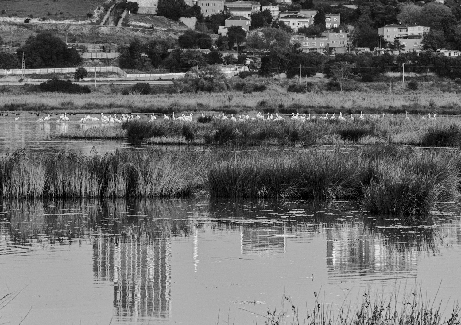 Küçükçekmece northwestern marsh: a flock of flamingos