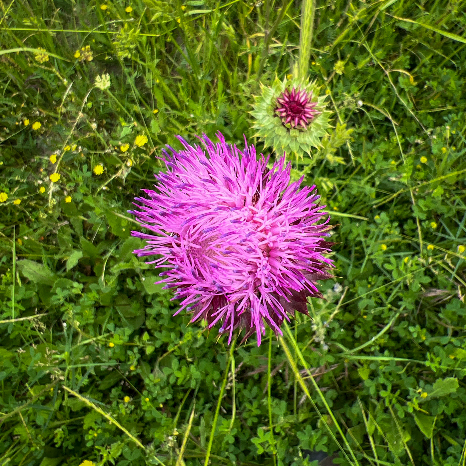 between Sazlıbosna and Sazlıdere reservoir: violet flower