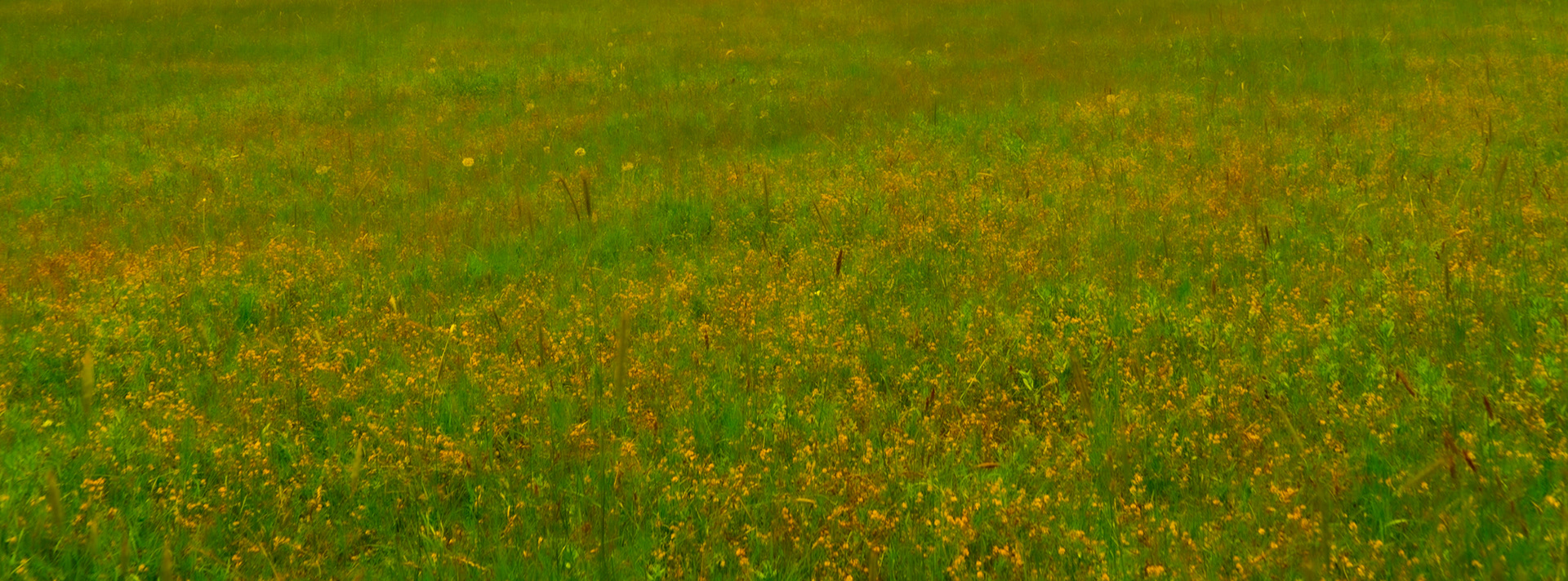 the second Sazlıdere flower meadow: a swathe of yellow floers