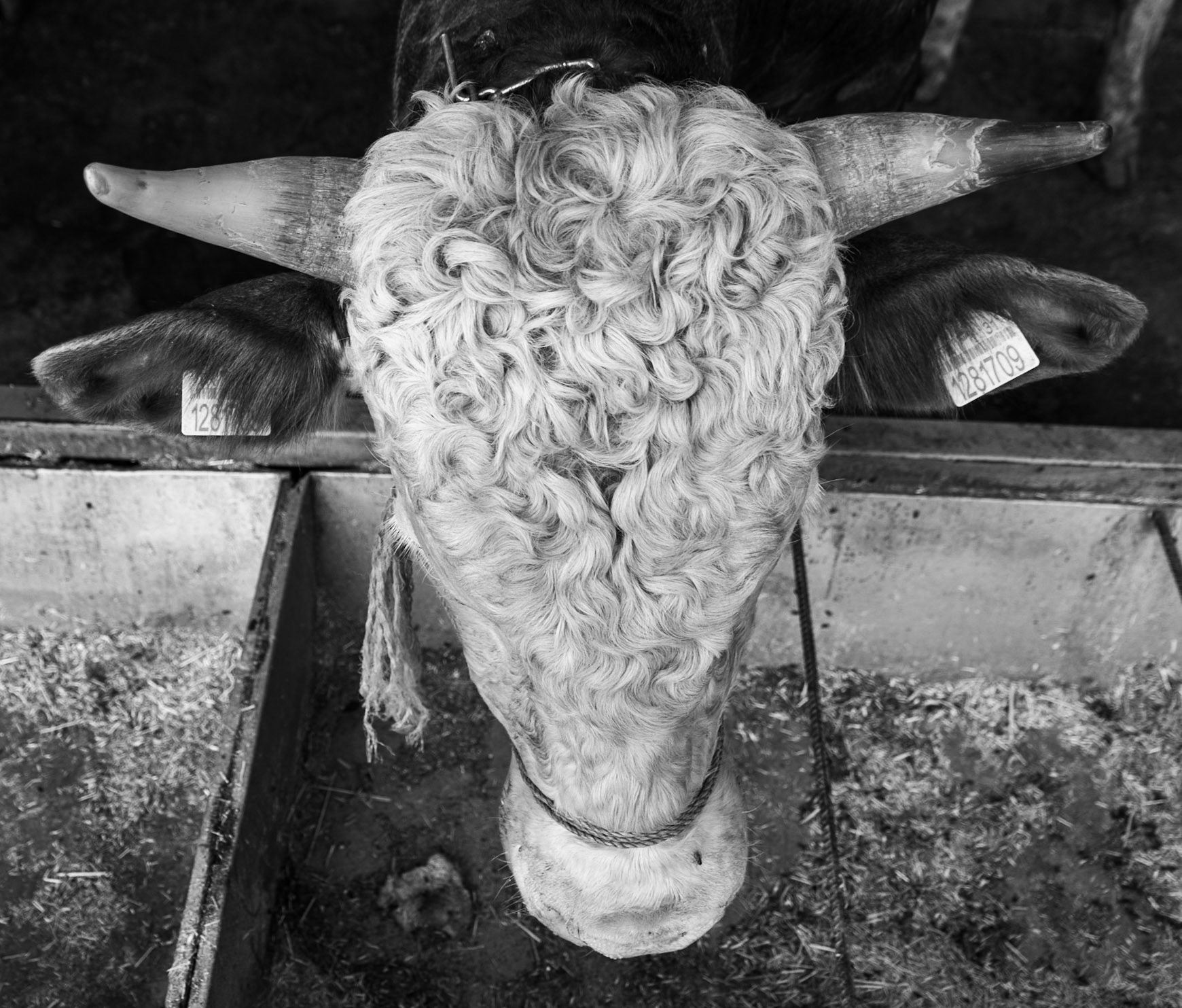 Alibeyköy Kurban Satış ve Kesim Alanı: bullock in the selling pen