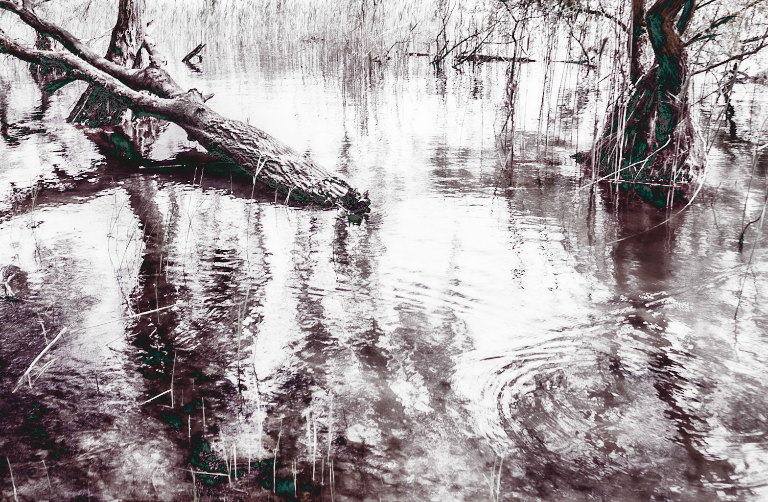 Trikos promontory: swampy trees
