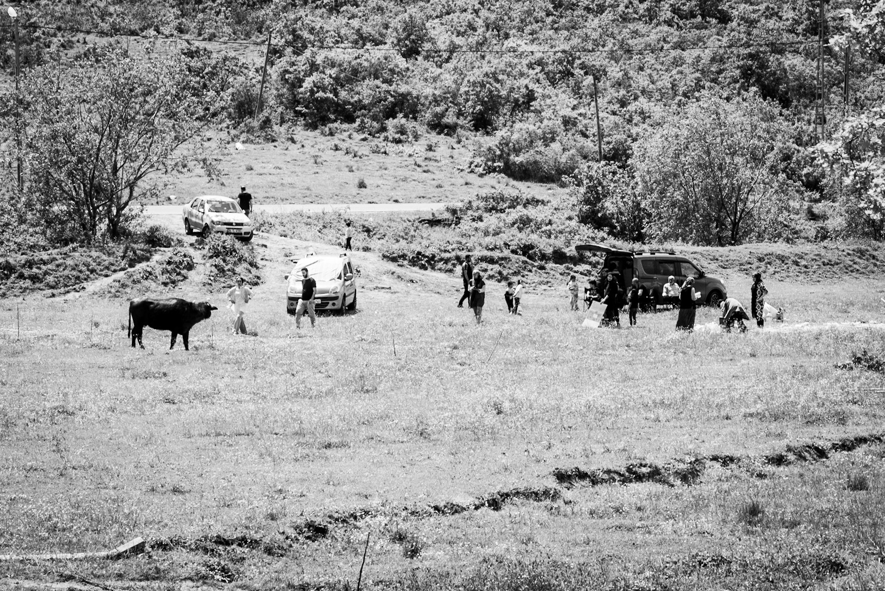 west of Yeniköy: picnickers and a water buffalo