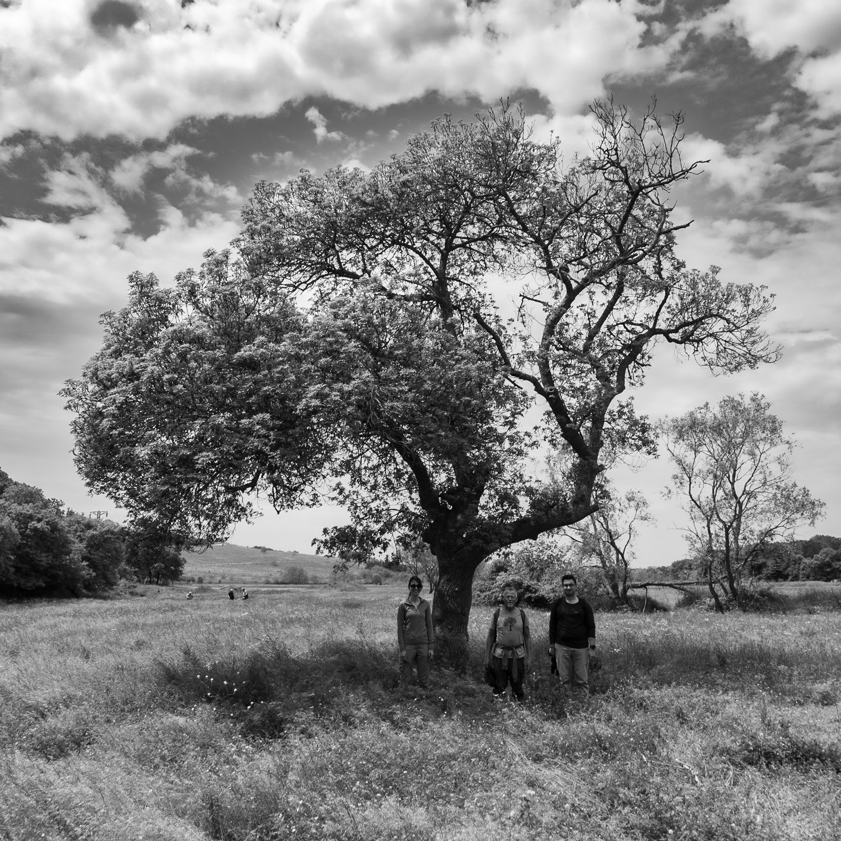 the northeastern Sazlıdere flower meadow: the Hiking Istanbul tree with hikers