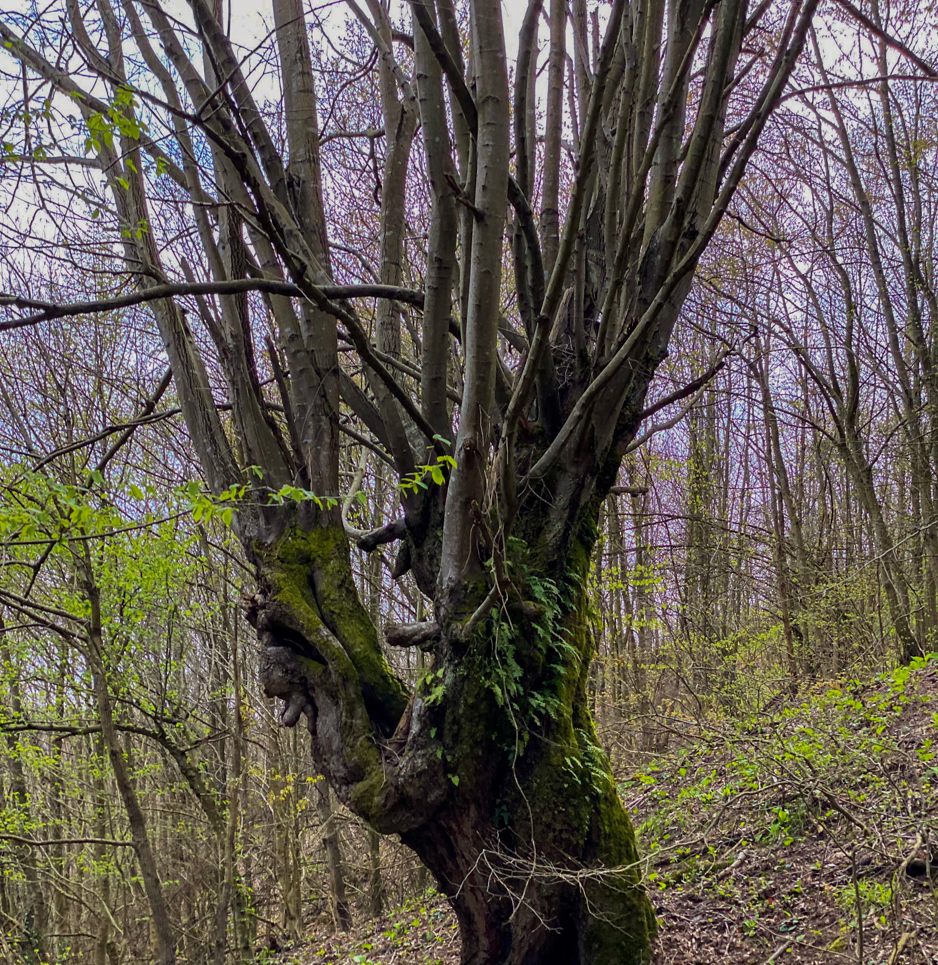 Kozlu stream valley: an old tree