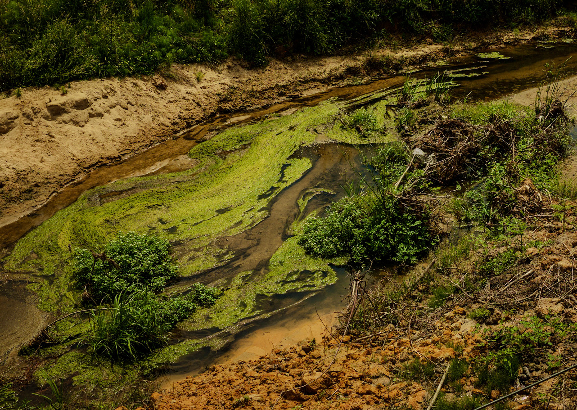the first Sazlıdere flower meadow: the slow-moving Sazlıdere through the water-meadow