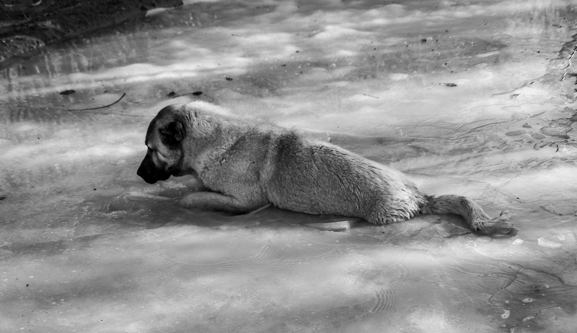 between Cumhuriyet and Polonezköy: one of our day-dogs falls through the ice (it was fine afterwards)