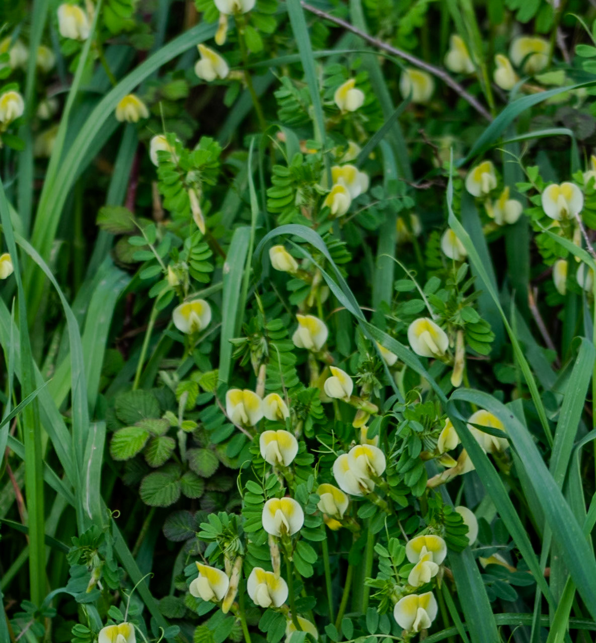 Yuşa Tepesi descent: wild peas in flower (I think)