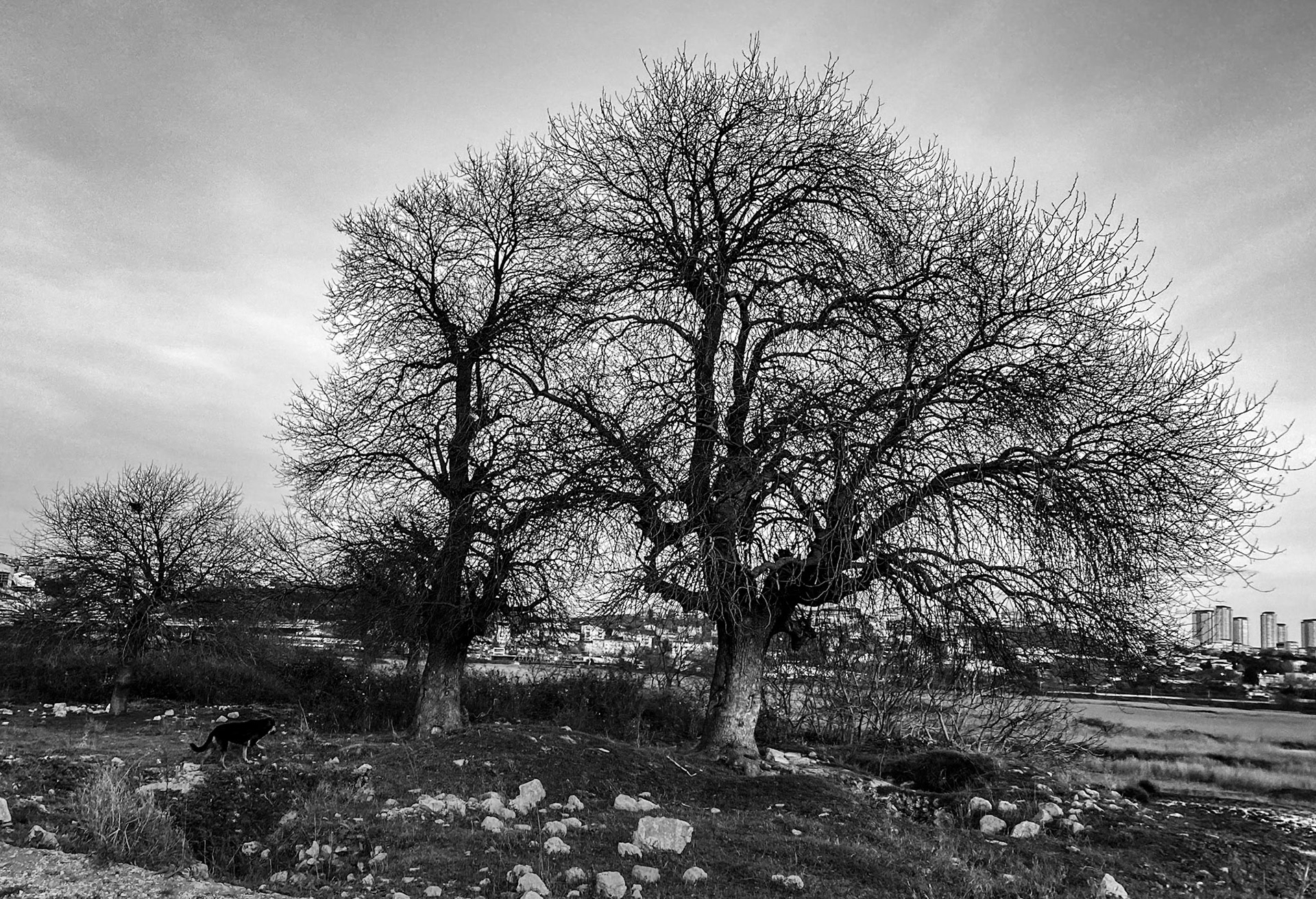 Melentiade: old oaks