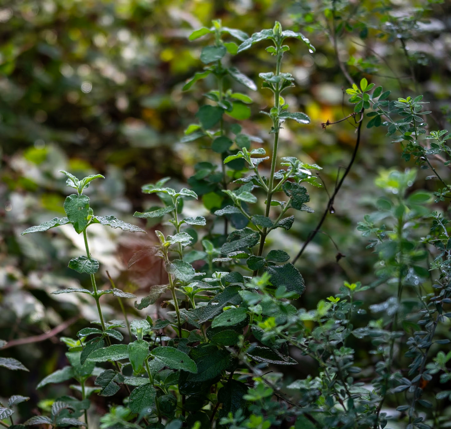 Paşamandıra forest: plant