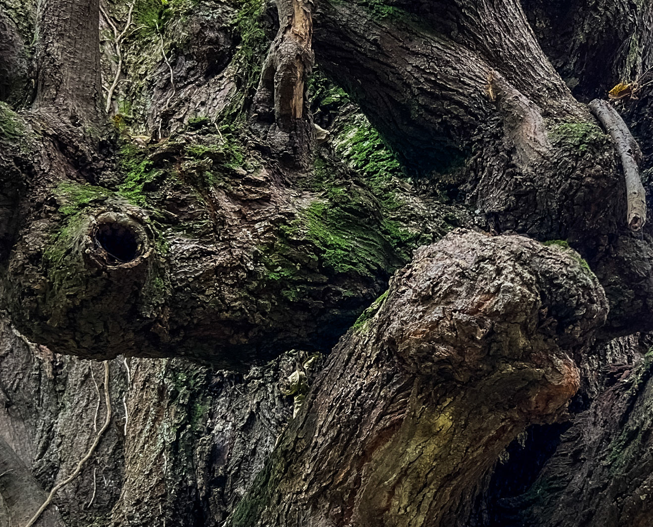 Alibahadır western forest stream valley: ancient tree