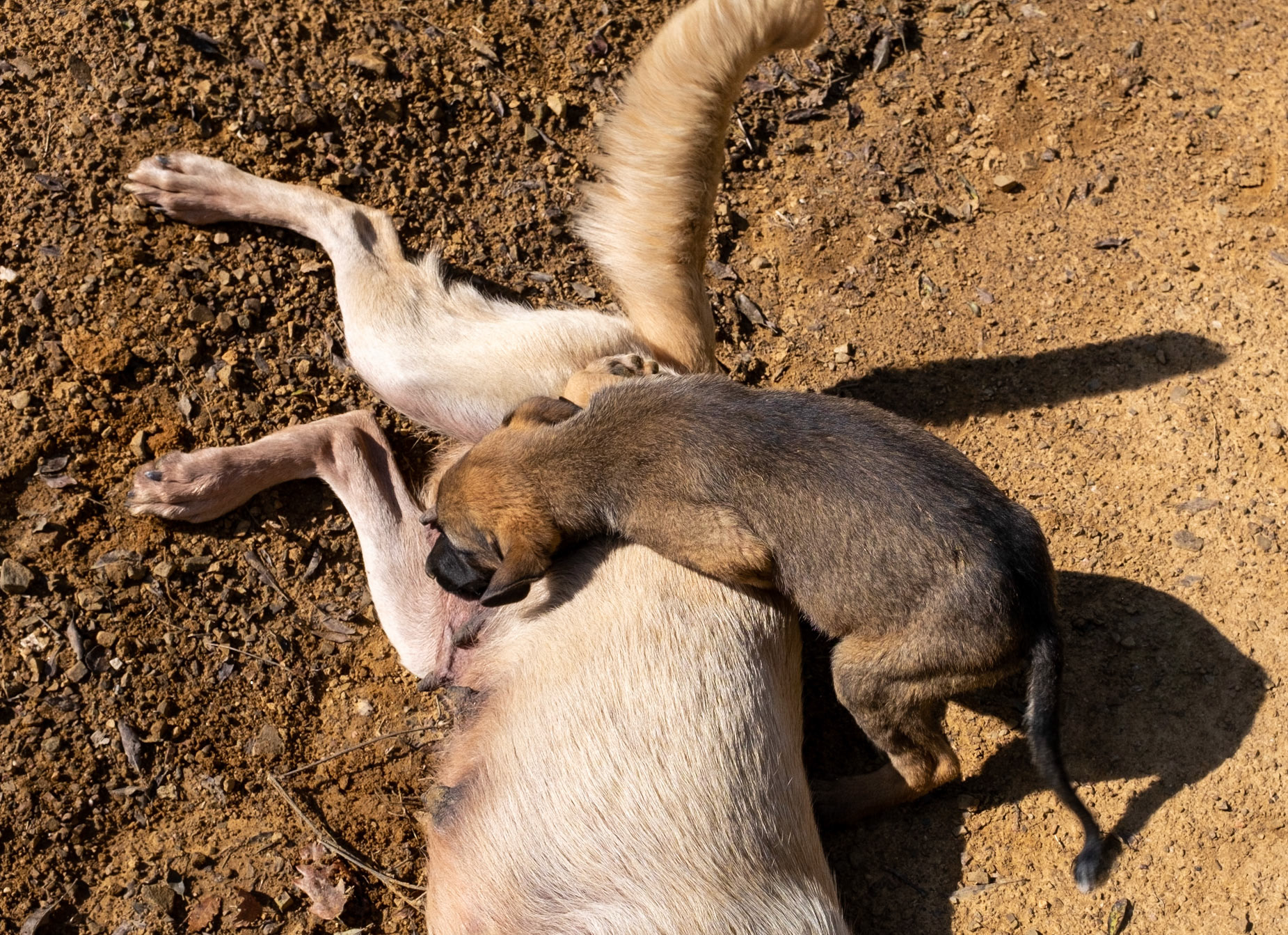 Ömerli reservoir: lactating bitch and puppy