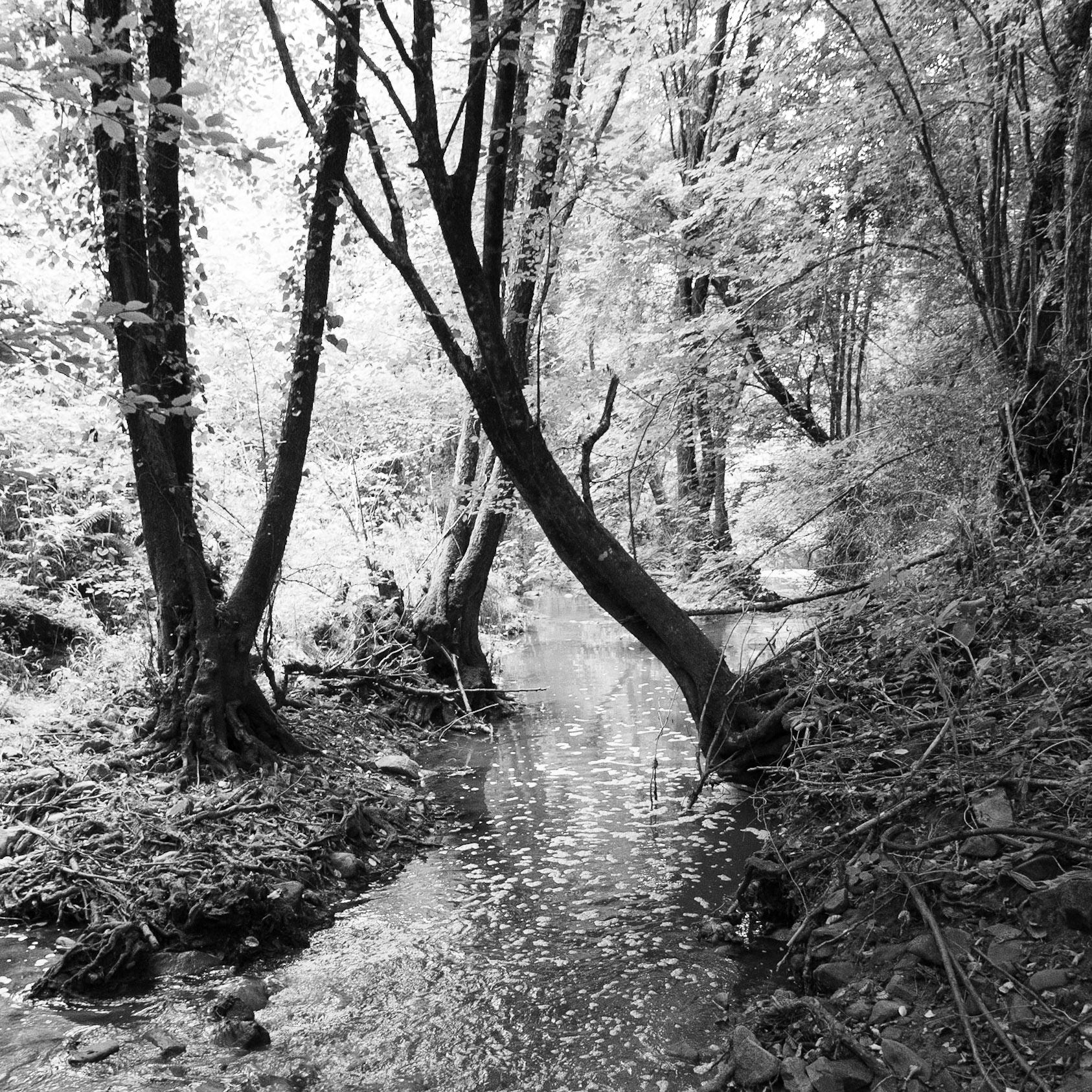 Kanlı forest: polluted stream