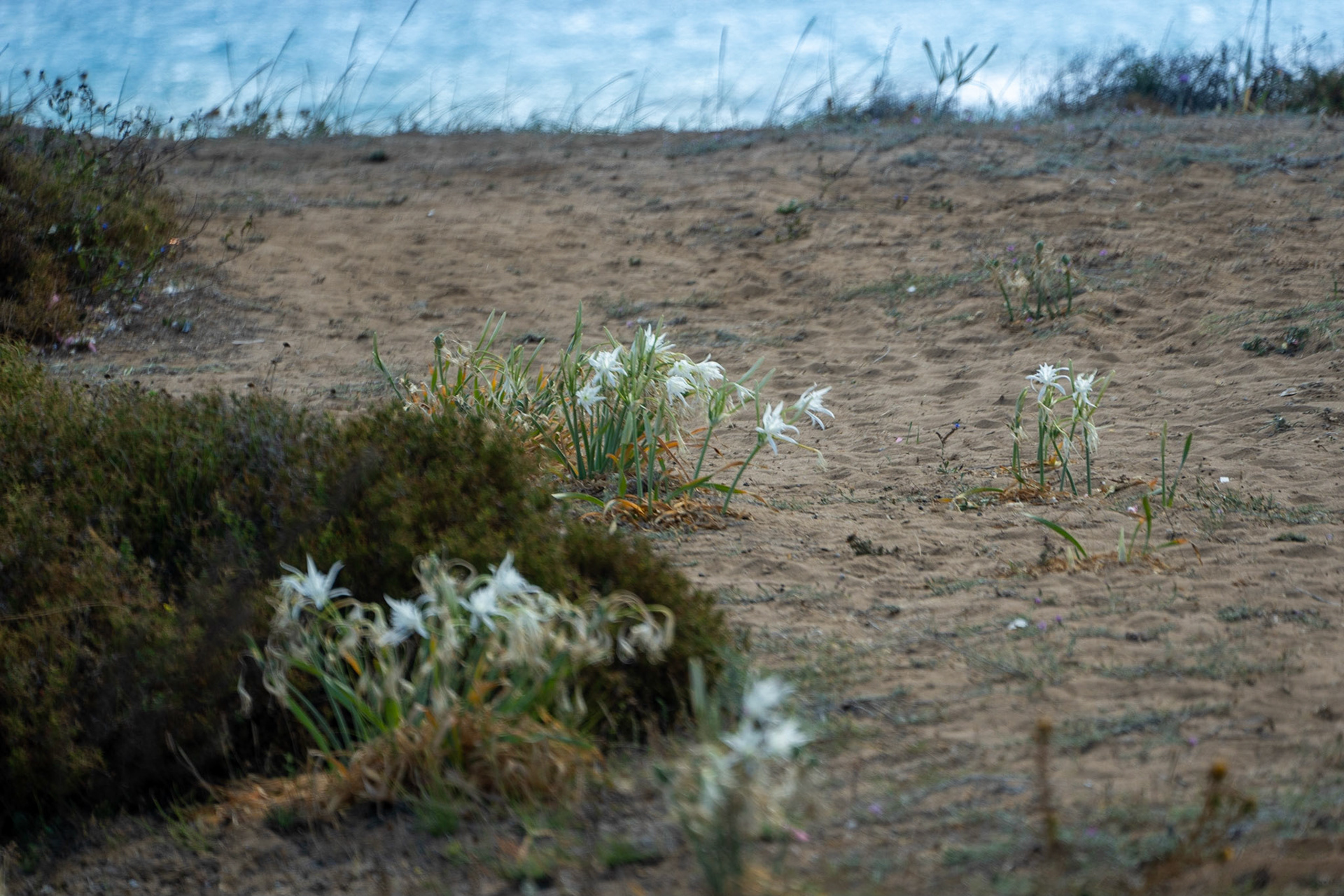 Sahilköy eastern beach: sand lillies