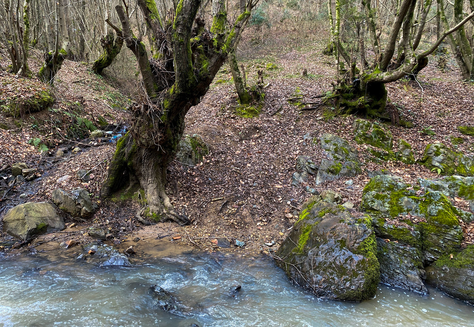 Kozu Deresi valleys: stream and old trees