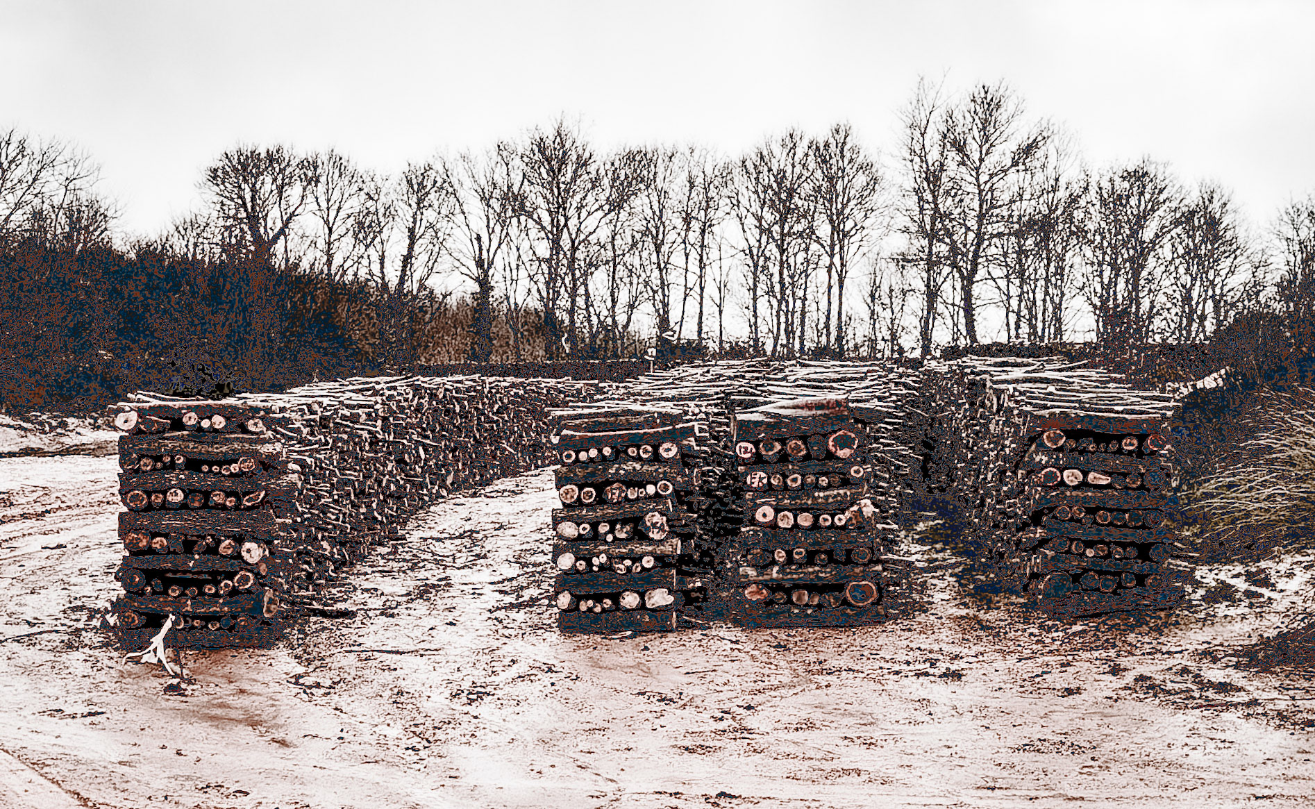 Sırıpınar northwestern woods: log stacks