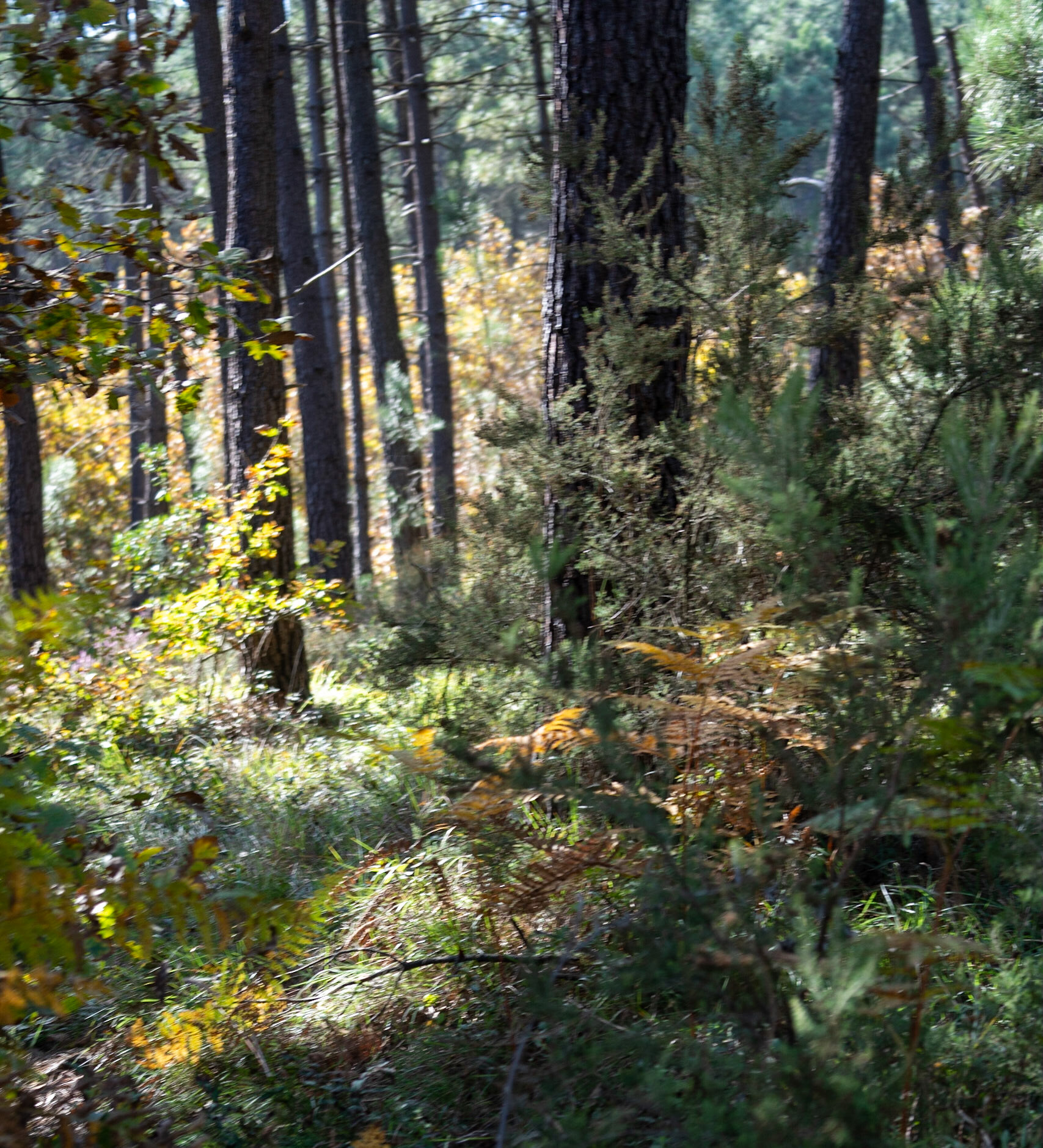 Ballıca forest: woodscape