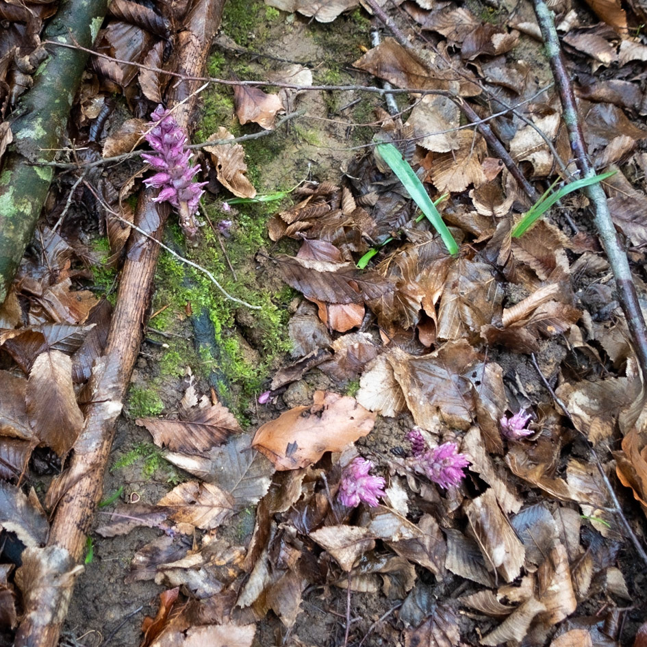 Kozu Deresi valleys: pink-flowering parasitic plant (toothwort)