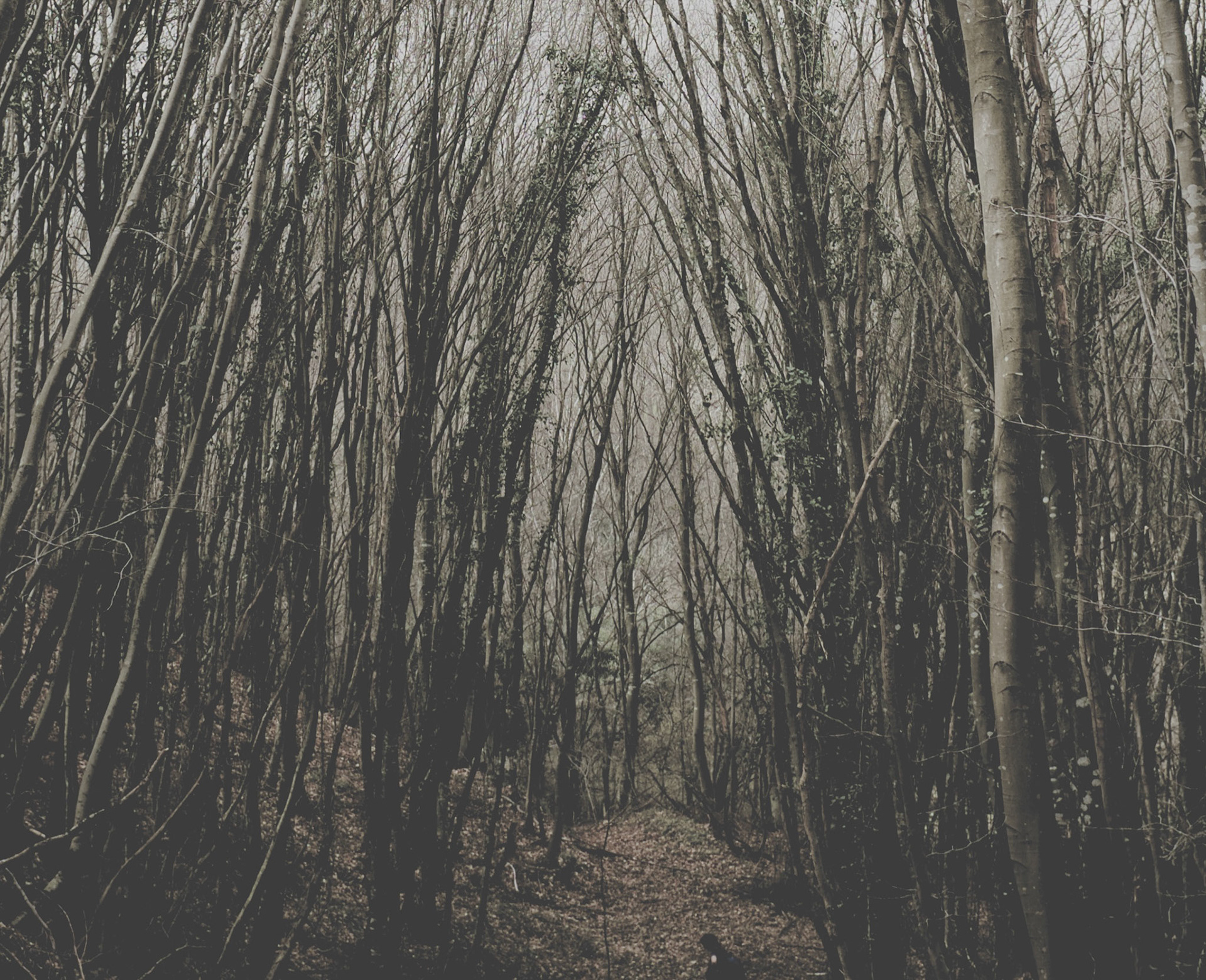 winter woodland between Reşadiye and Polonezköy
