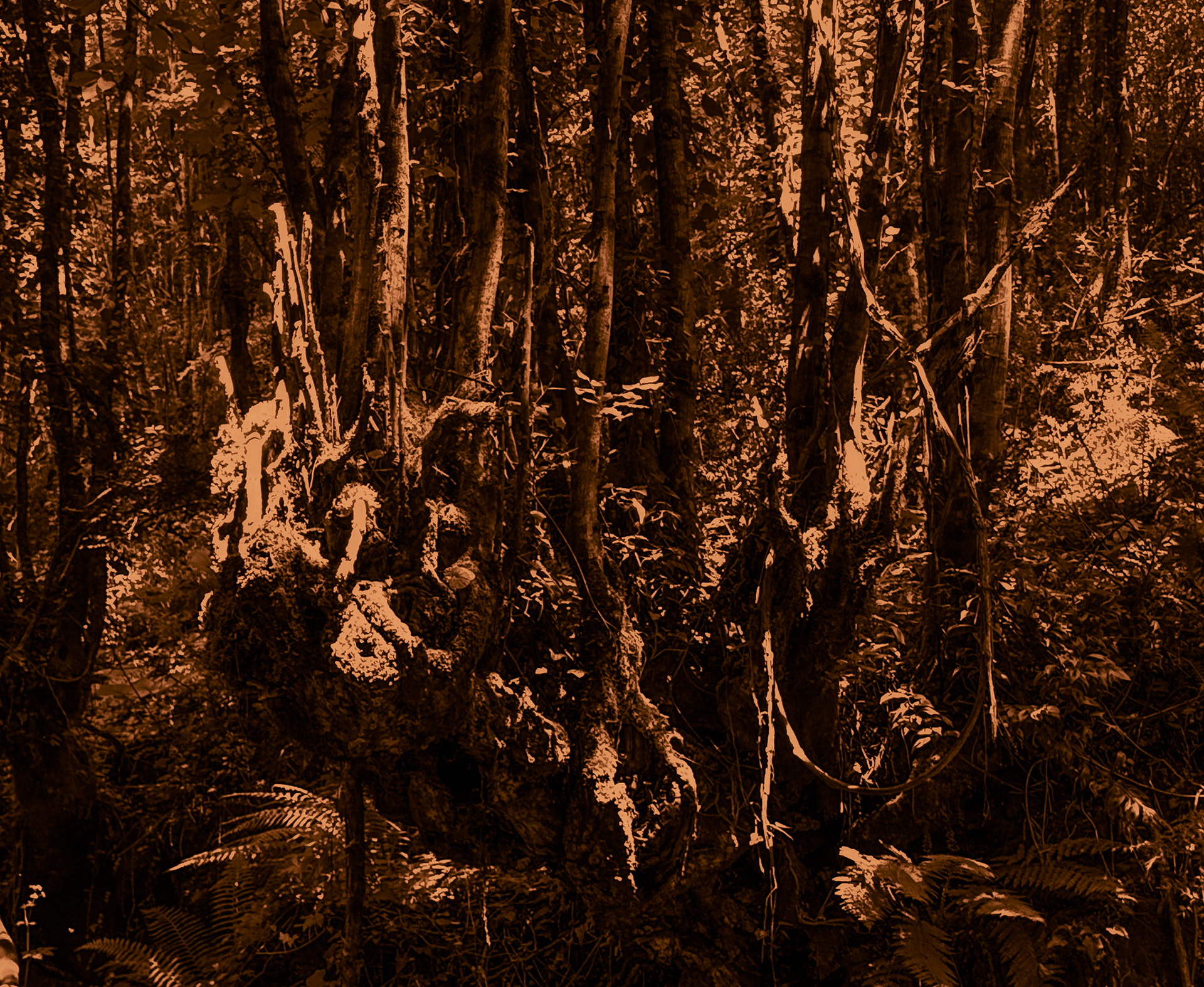 Kılıçlı southeastern stream walk: branches