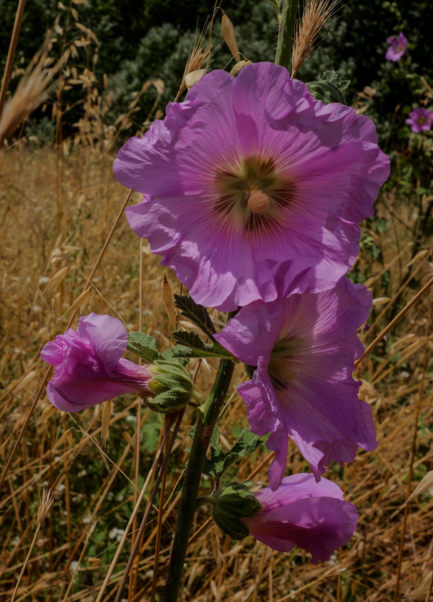 between Bathonea north and Bathonea south: a fingered hollyhock flower