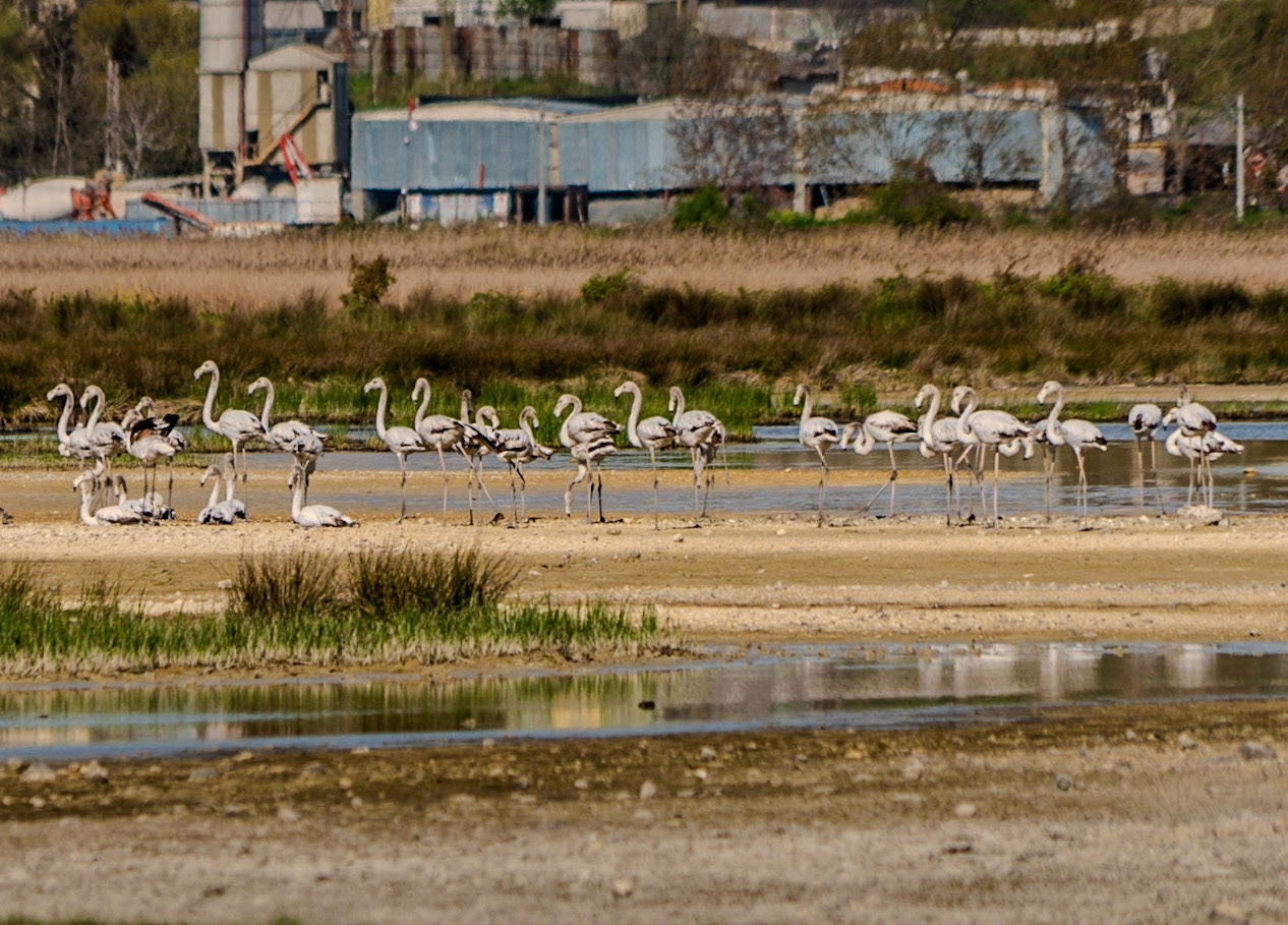 Küçükçekmece NW marsh: a flock of flamingos