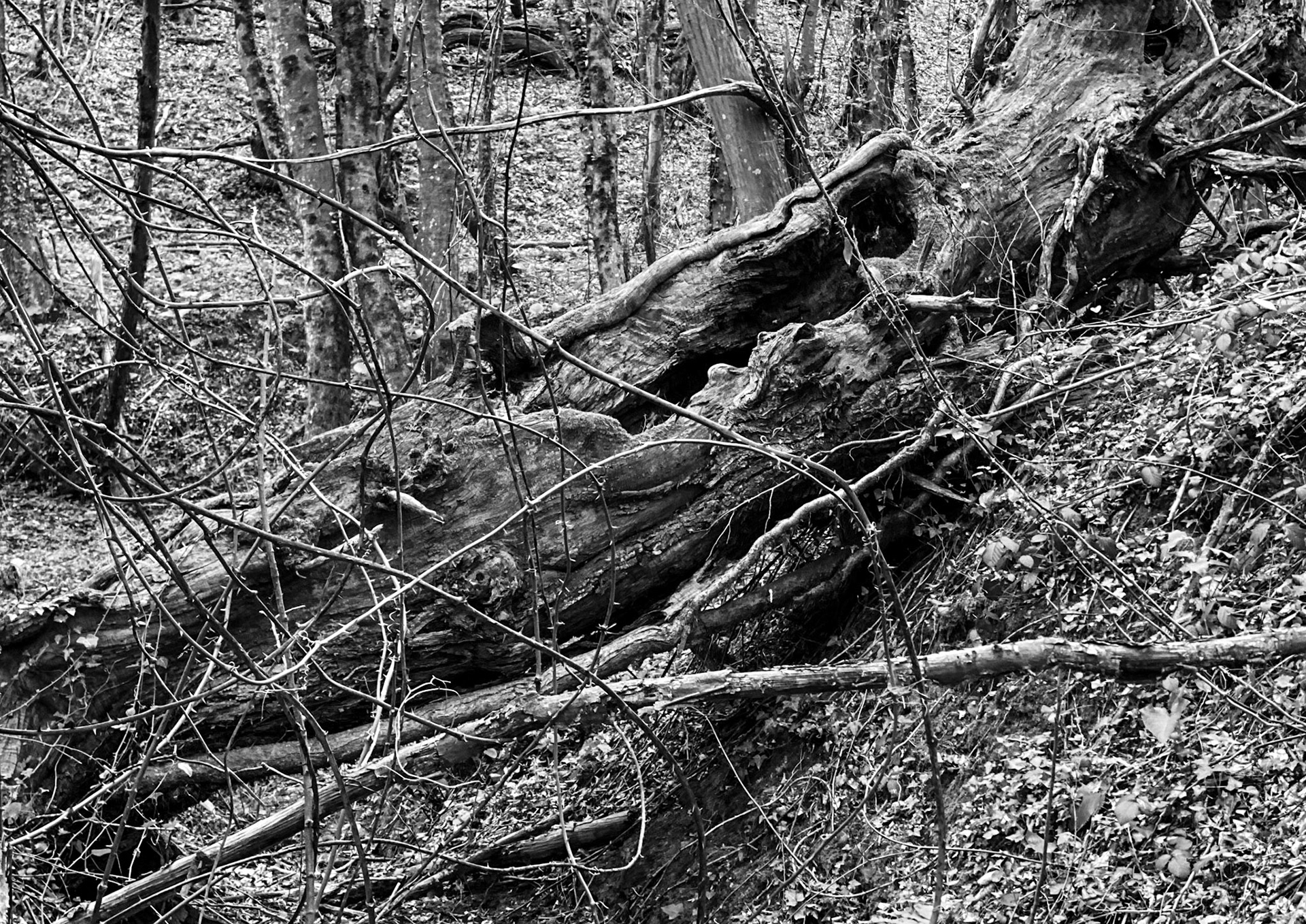 Polonezköy northern forest: old fallen tree