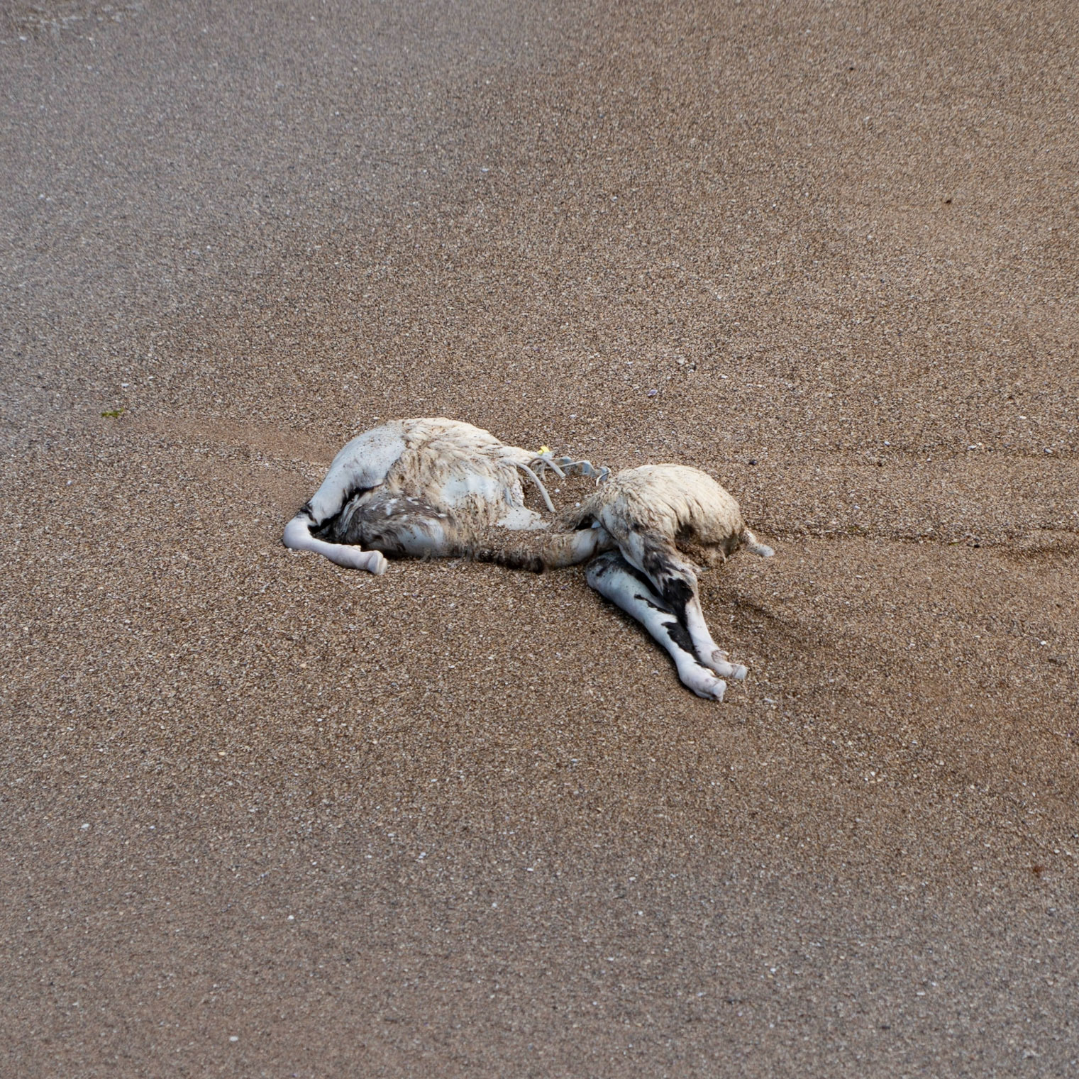 the beach between Kurna fishing hamlet and Kurna abandoned quarry: dead sheep on the sand