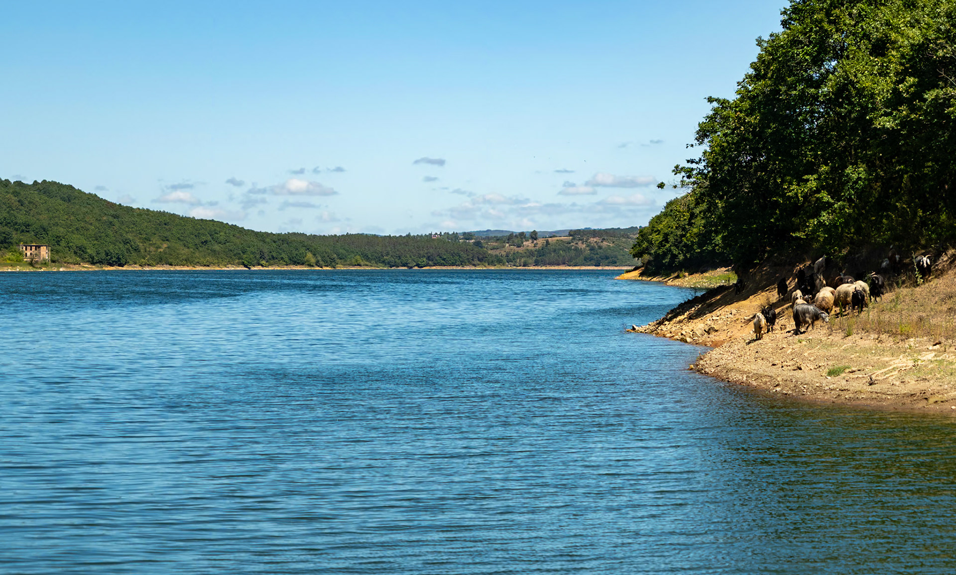 Ömerli reservoir: water and goats