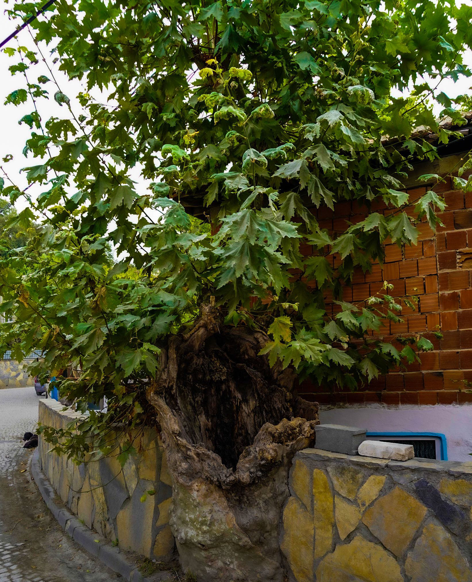 Cebeci: old hollow tree