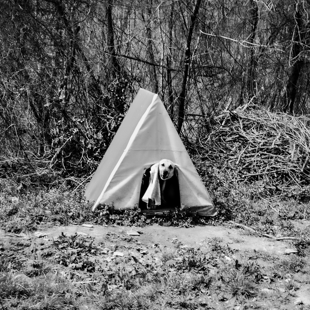 Mahmut Şevket Paşa's hills: a barking dog in a forest kennel
