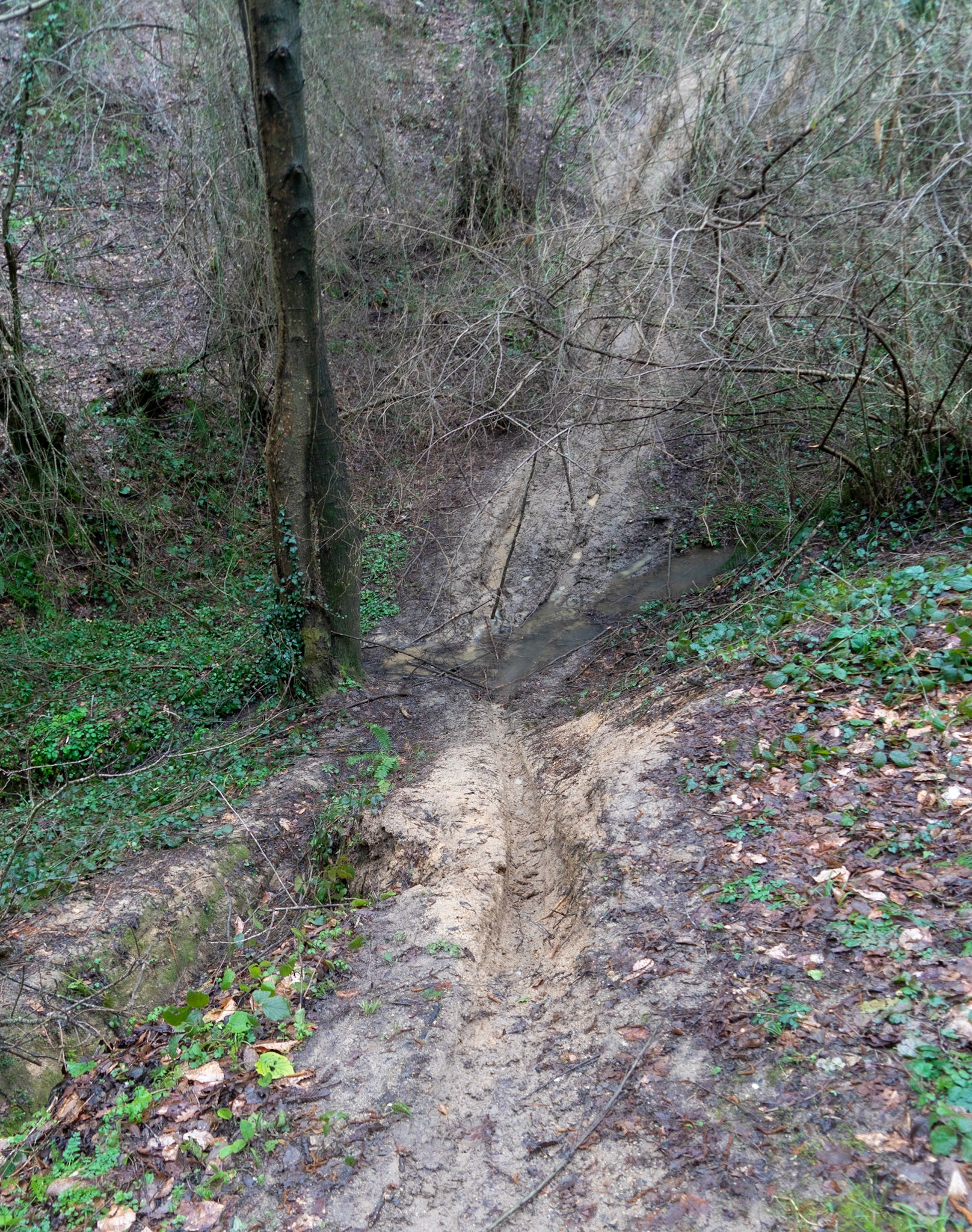 Çavuşbaşı forests: muddy descending track