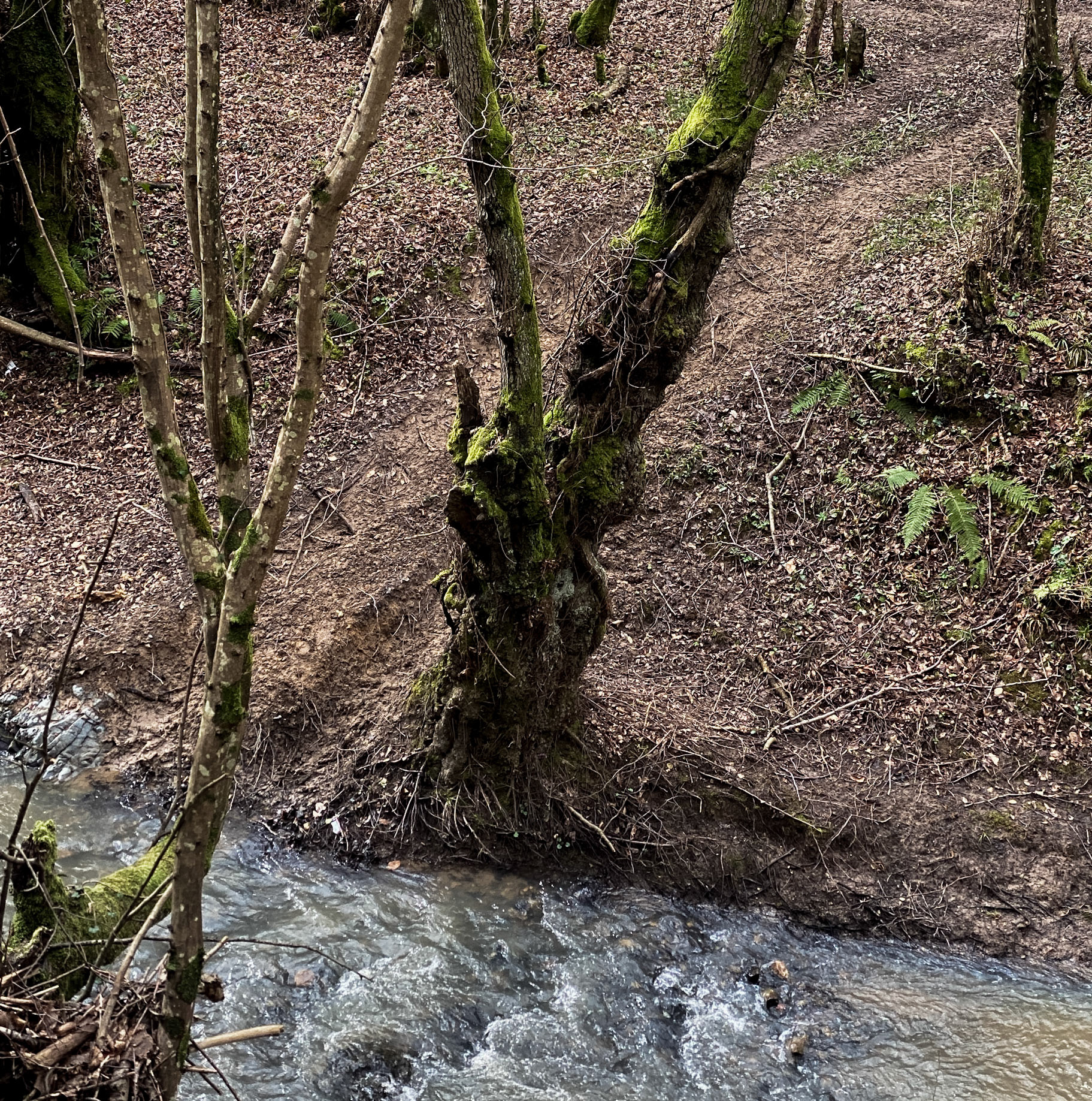 Kozu Deresi valleys: stream and old tree