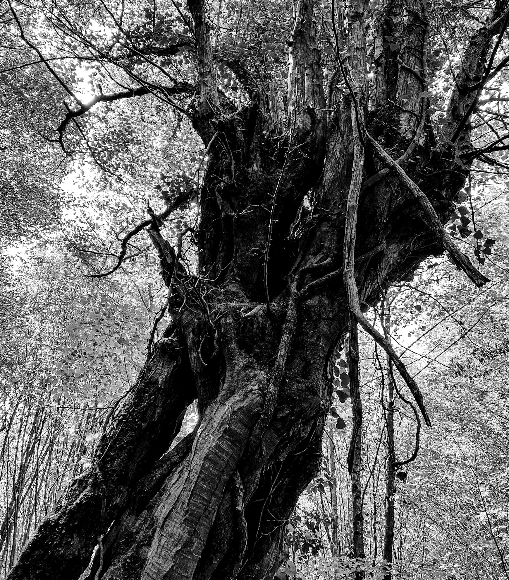 Kılıçlı southeastern streambed: venerable tree