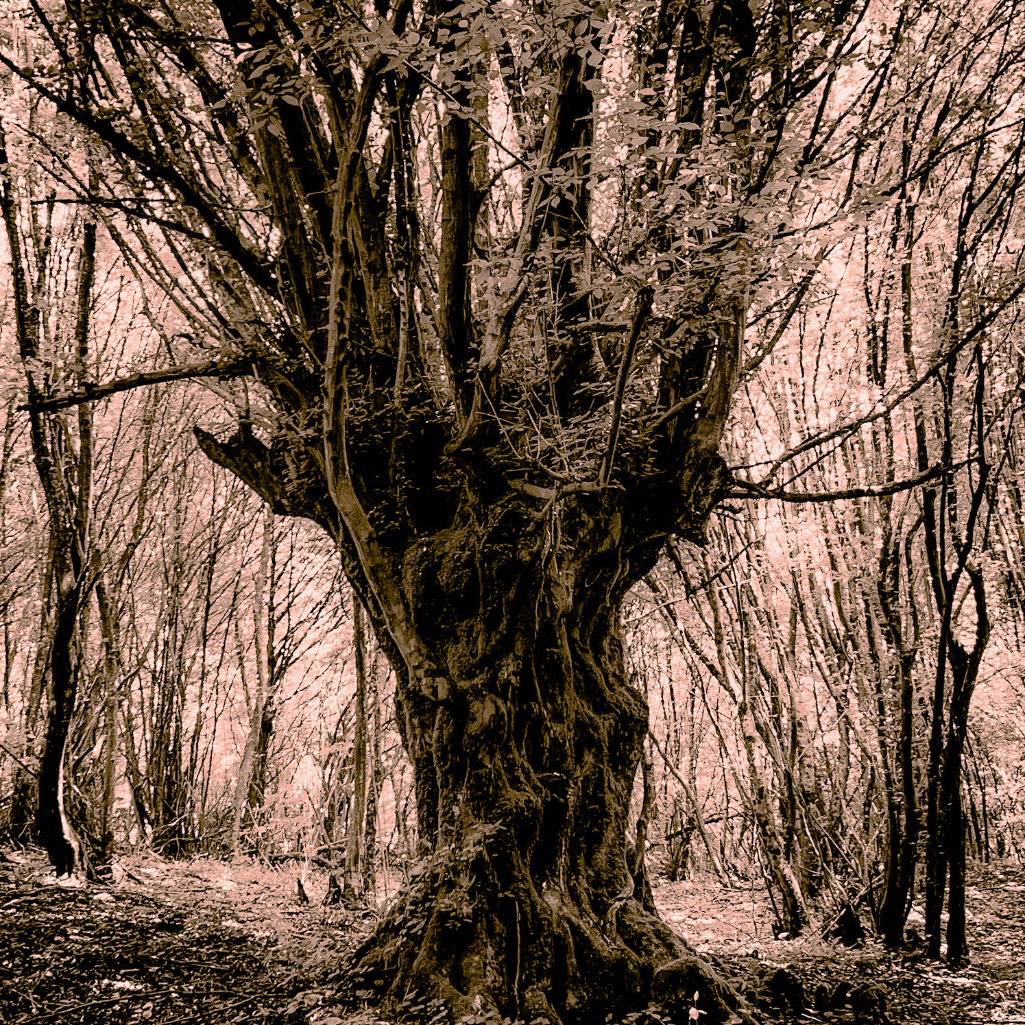 Zerzevatçı streamwalk: venerable tree